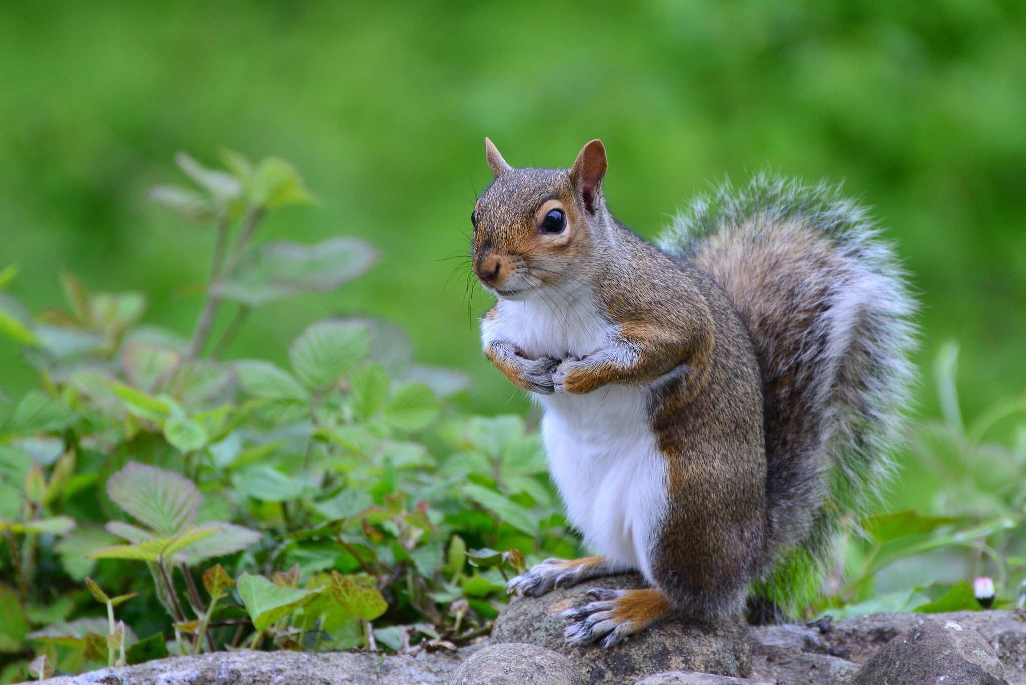 A squirrel sits on rocks with green foliage. HD Wallpaper