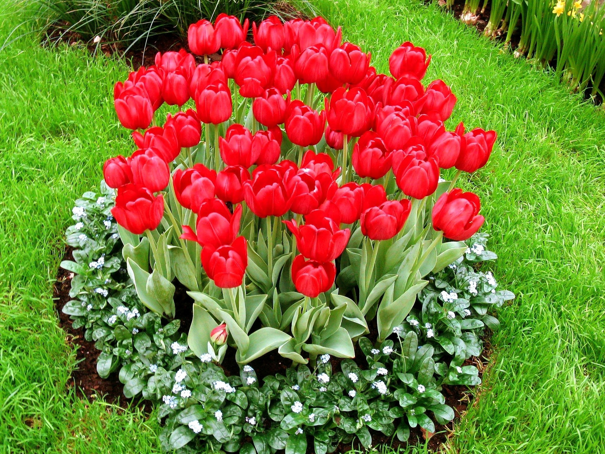 A bed of vibrant red tulips surrounded by green grass HD Wallpaper