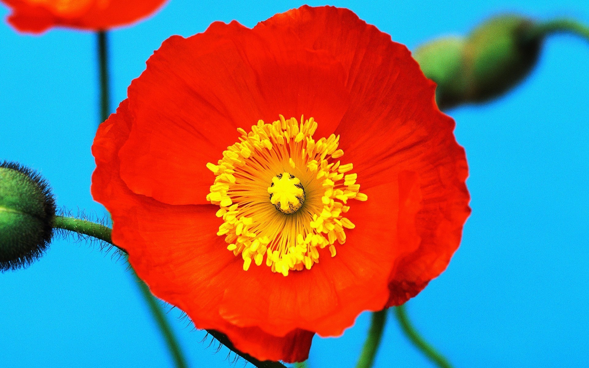 Red Poppy Flower with Yellow Center HD Wallpaper