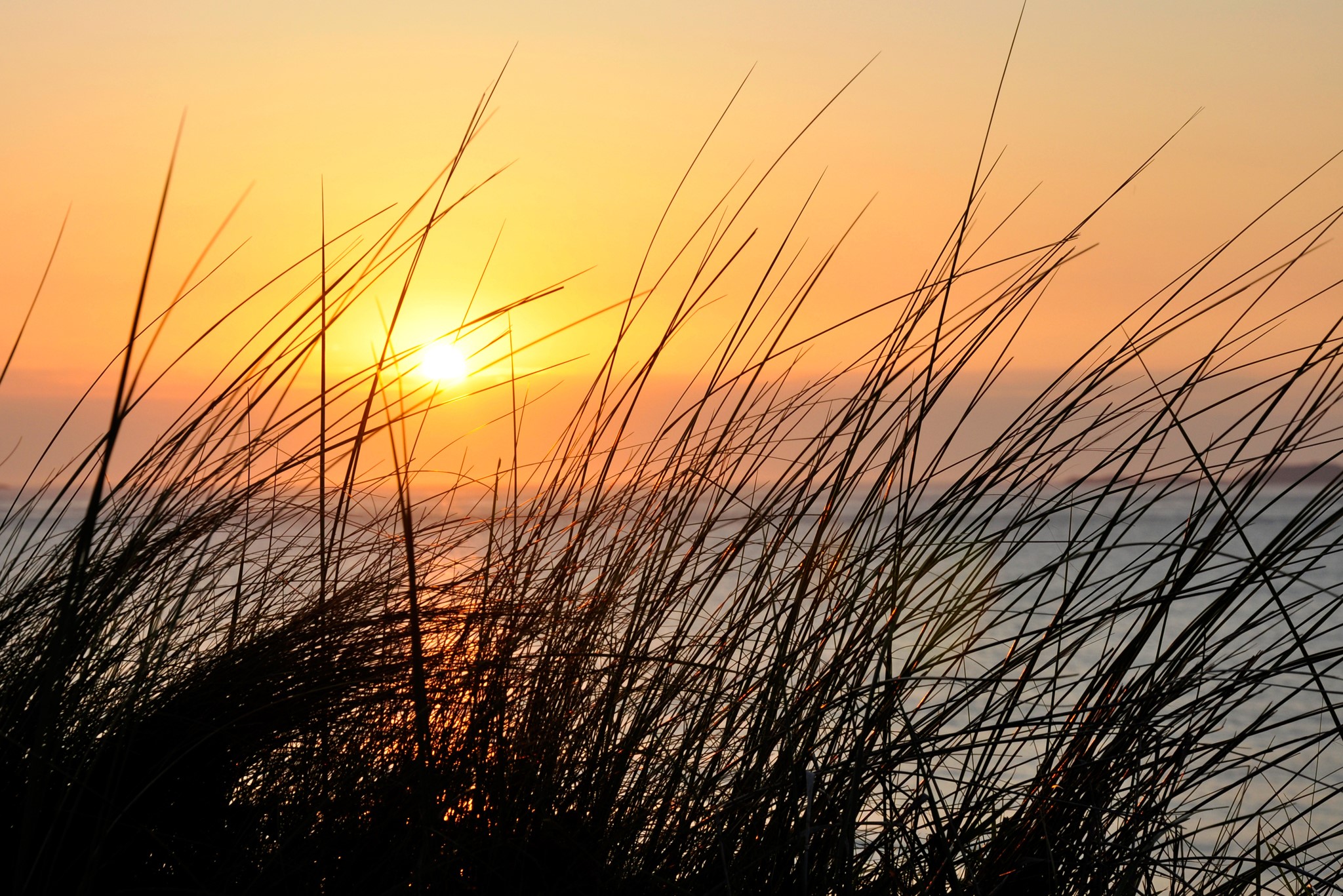 Sunset over the ocean seen through tall grass HD Wallpaper