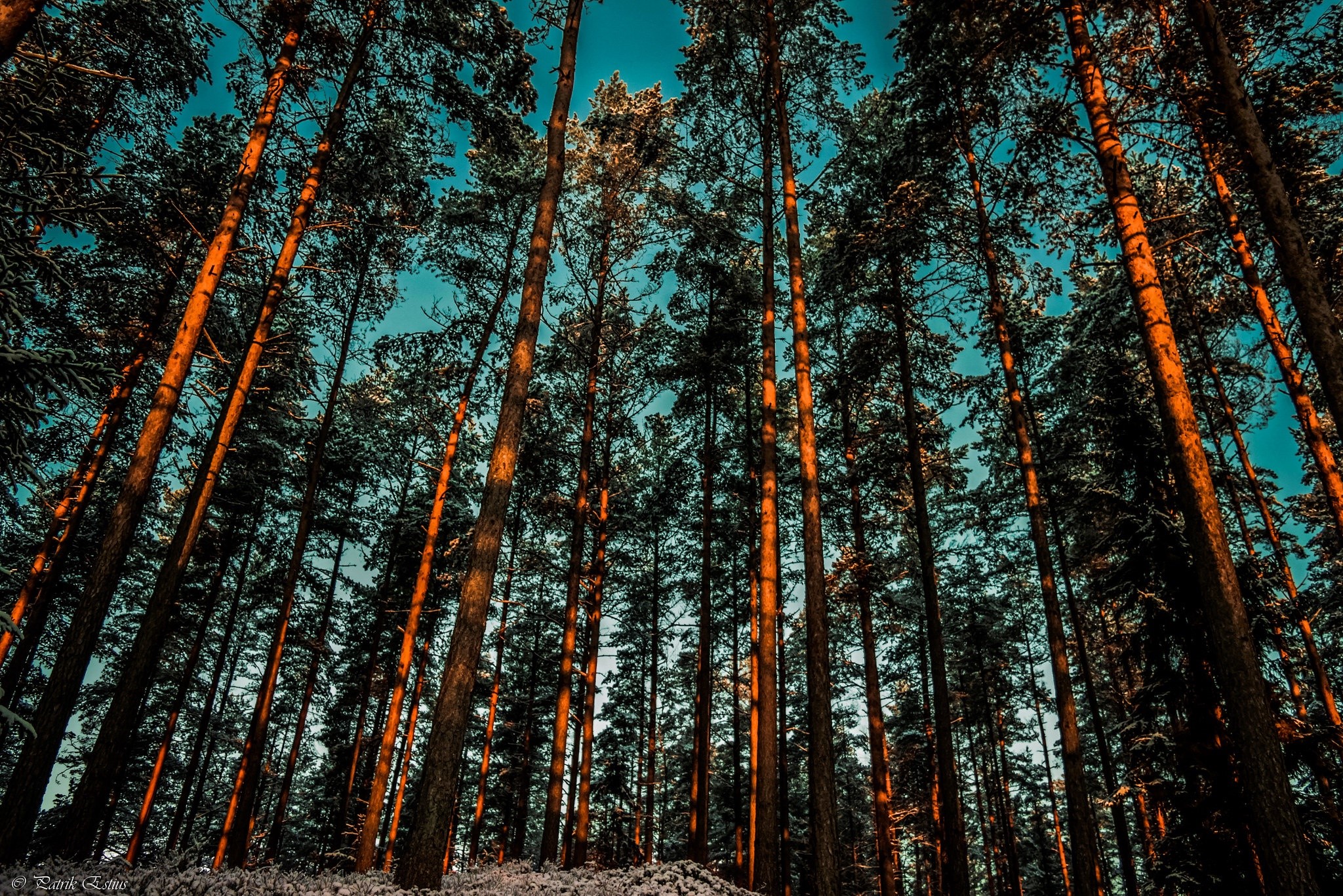 Tall pine trees in a forest with a blue sky HD Wallpaper