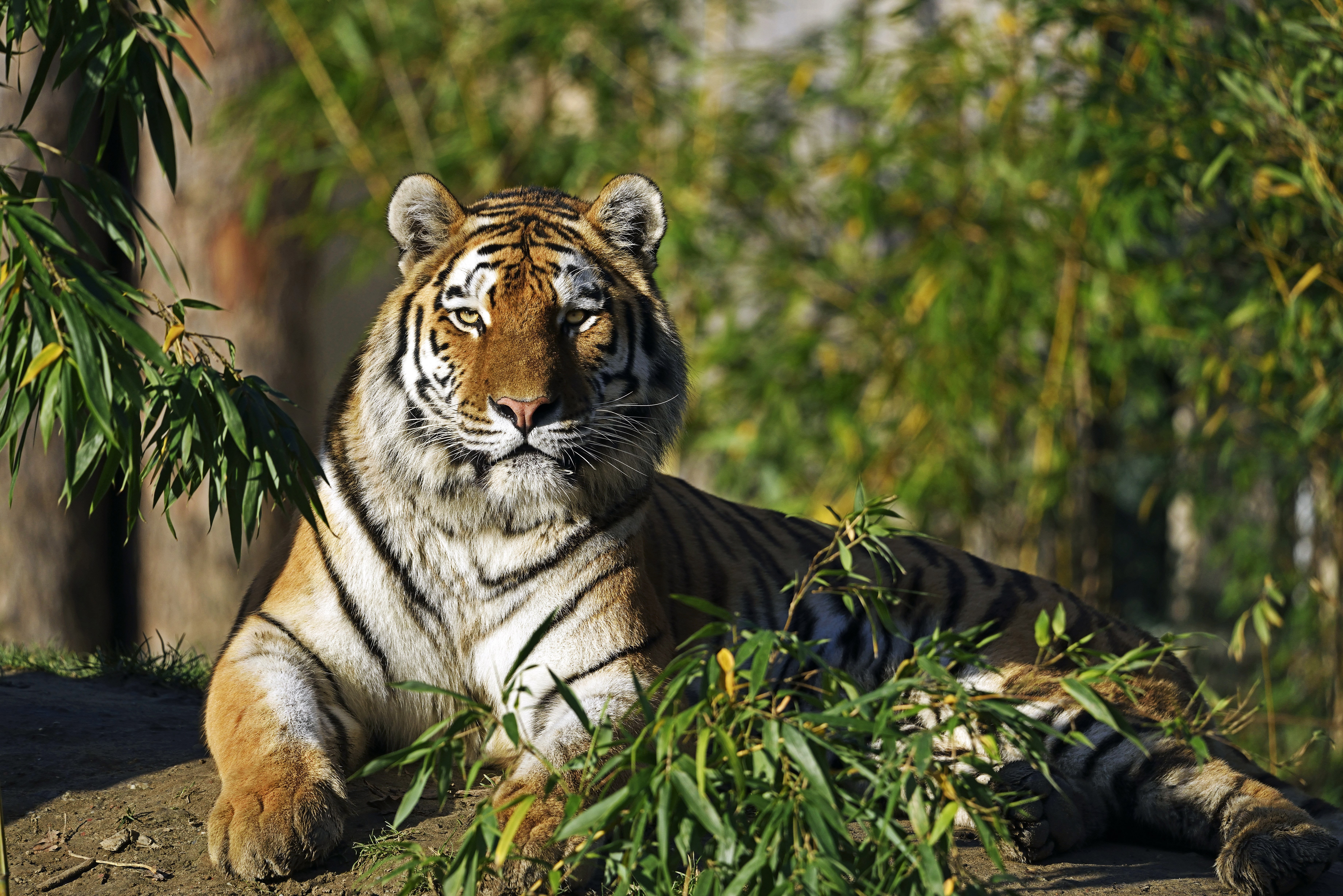 Tiger resting in a bamboo forest HD Wallpaper