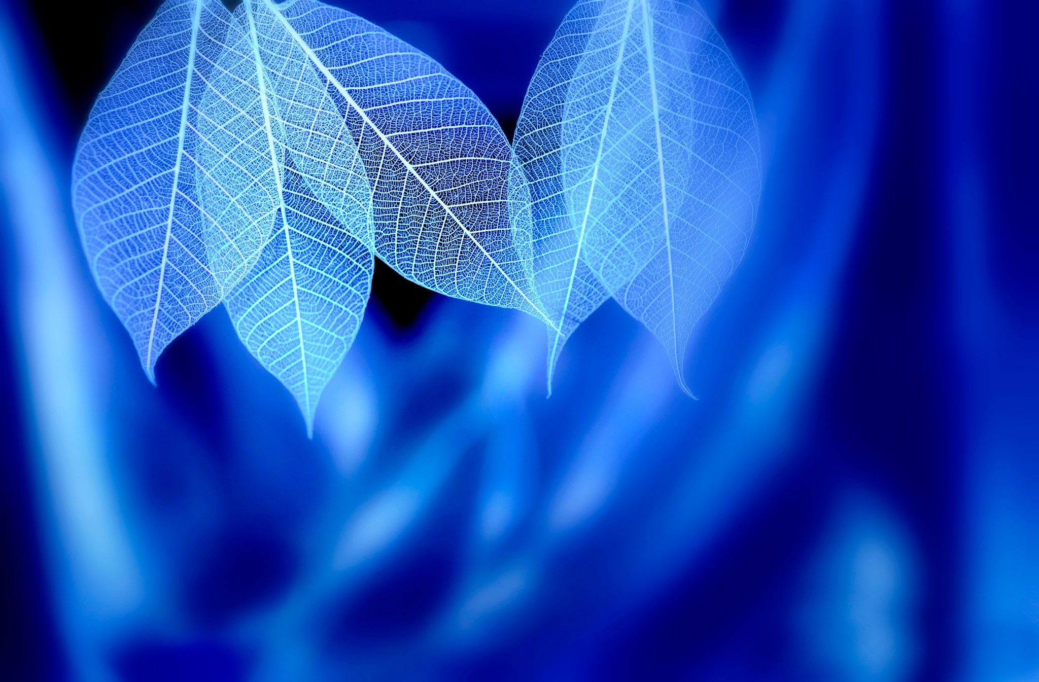 Skeletonized leaves with blue light HD Wallpaper