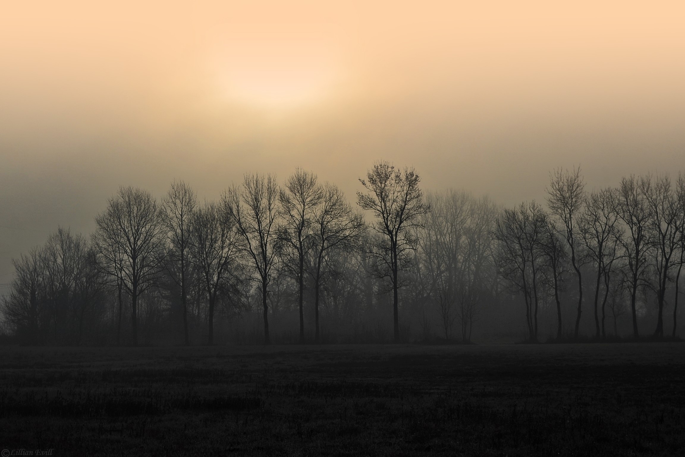 Bare trees in fog with muted sun HD Wallpaper