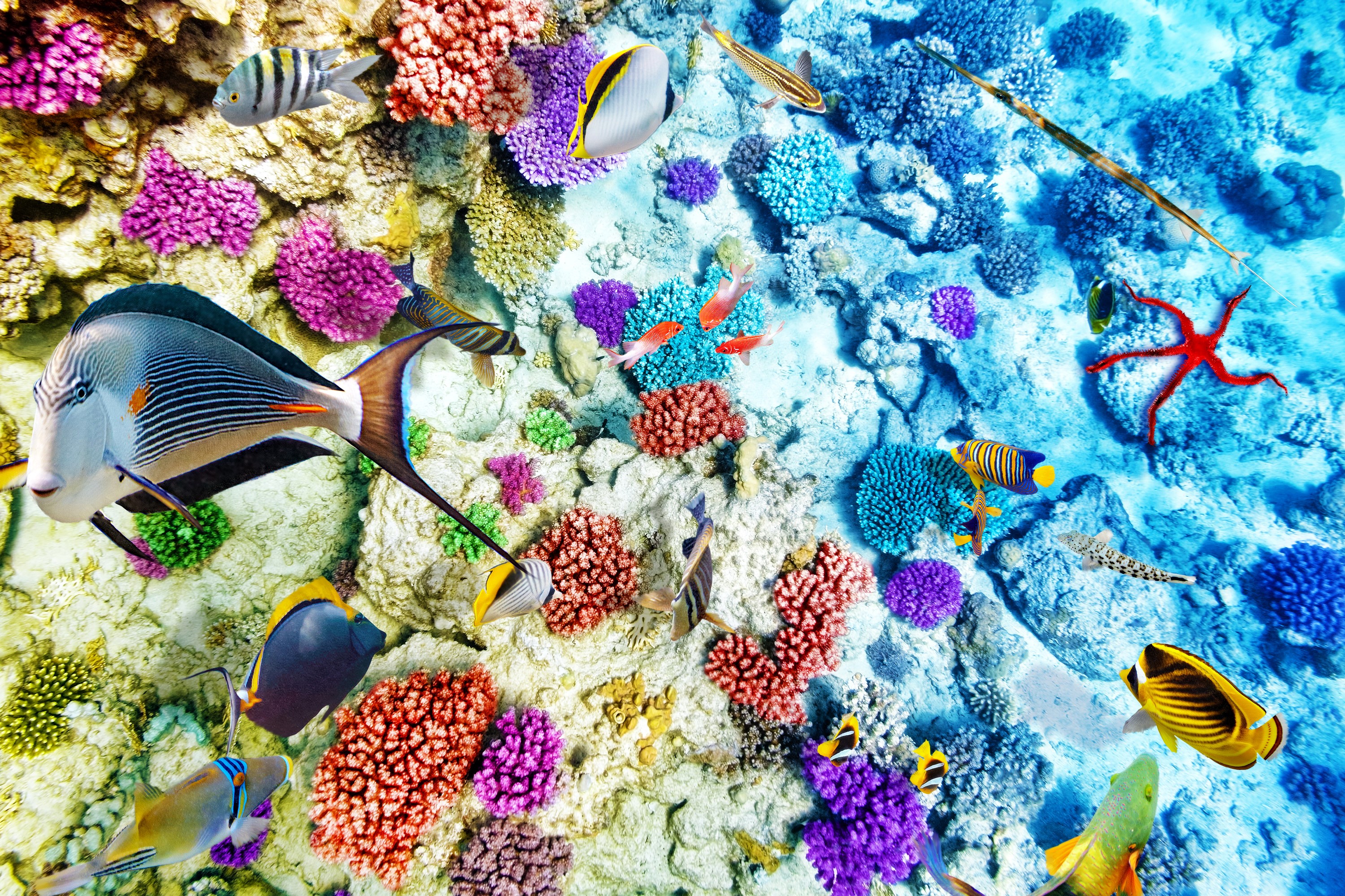 Colorful coral reef with various fish and a starfish HD Wallpaper