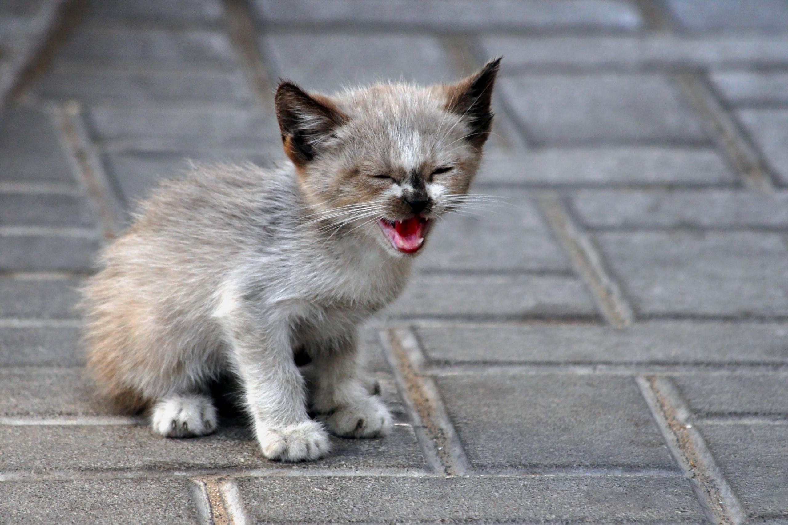 A small kitten sitting on a paved surface HD Wallpaper