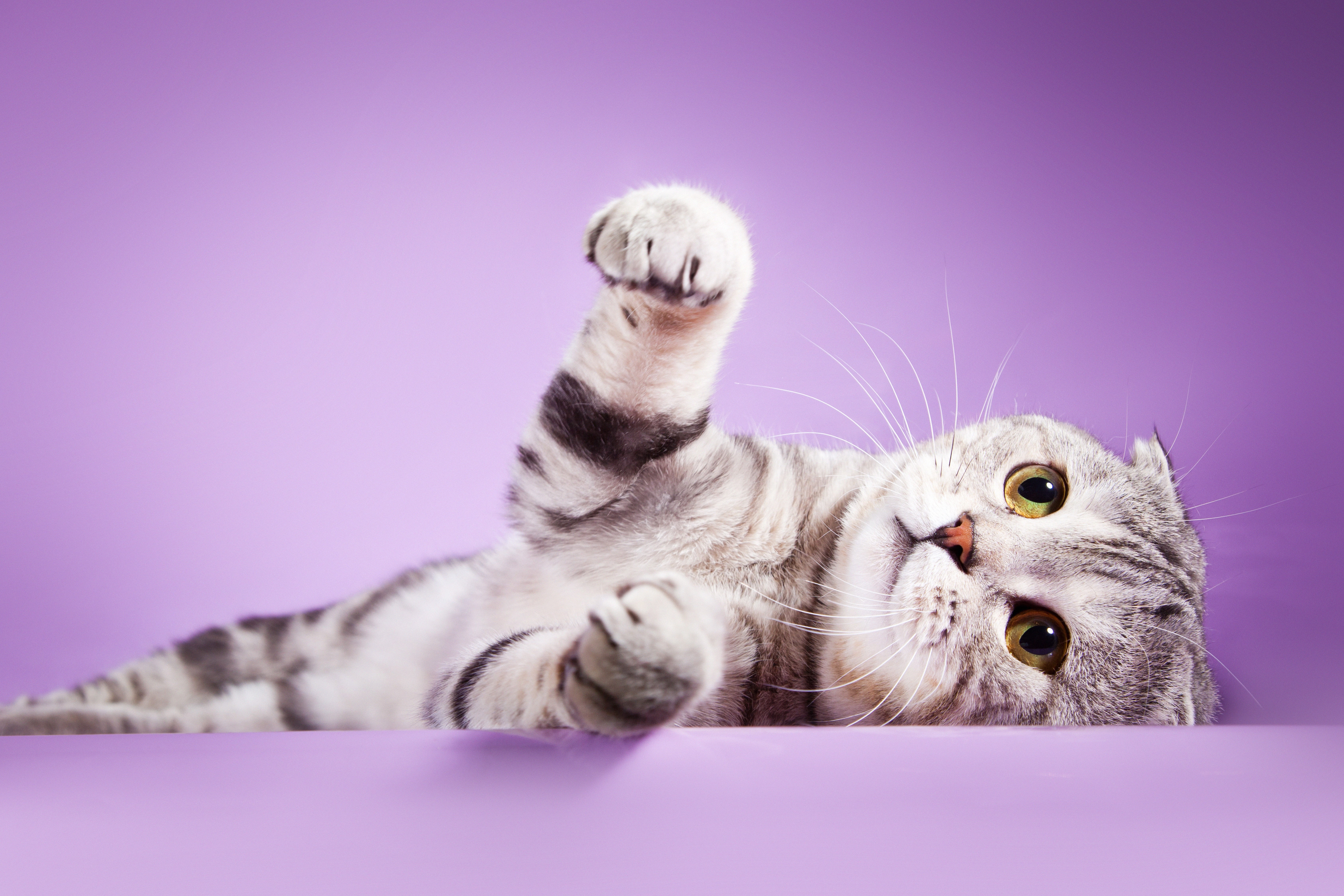 Scottish Fold Cat Lying Down HD Wallpaper