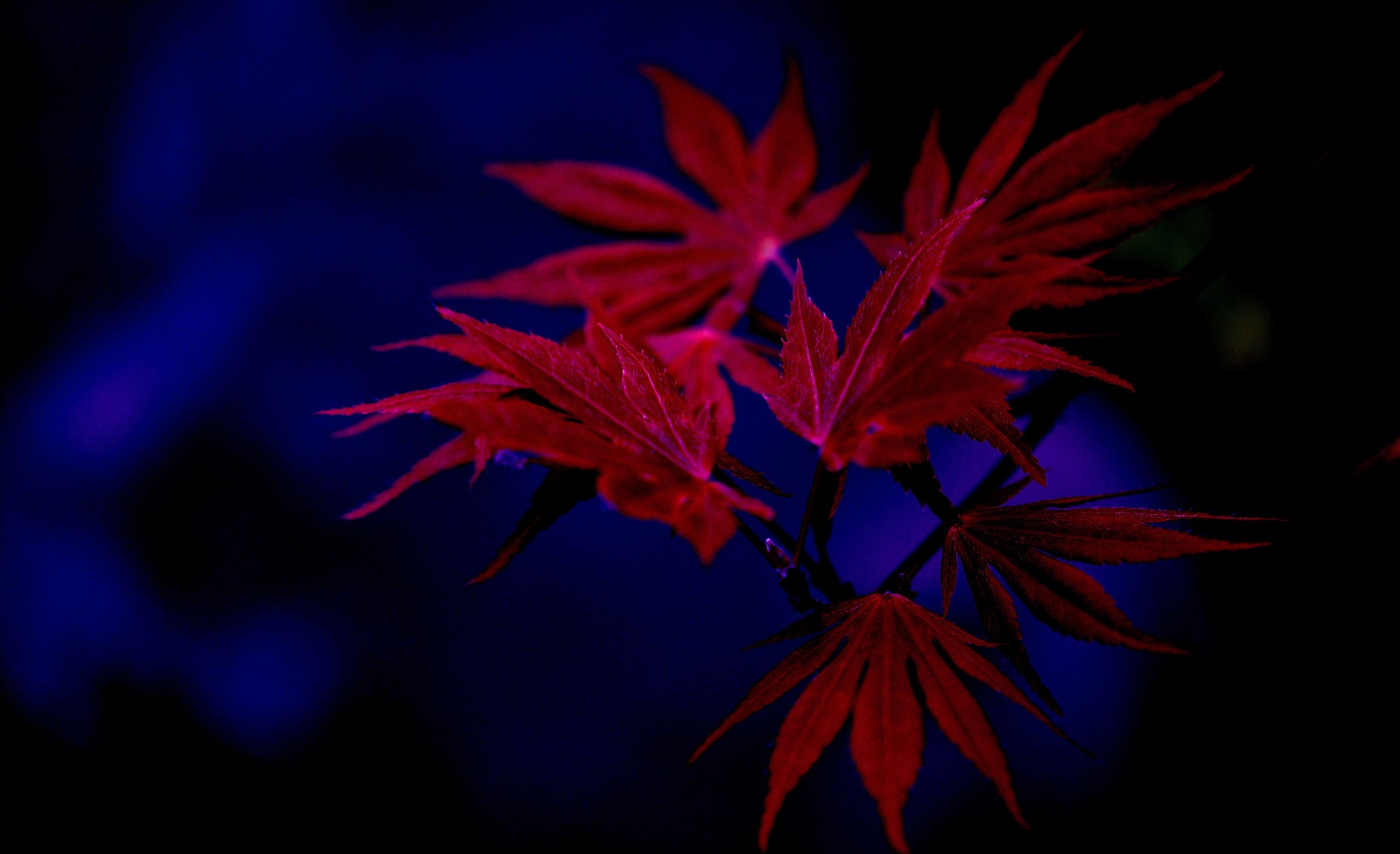 Red maple leaves against a dark blue background HD Wallpaper