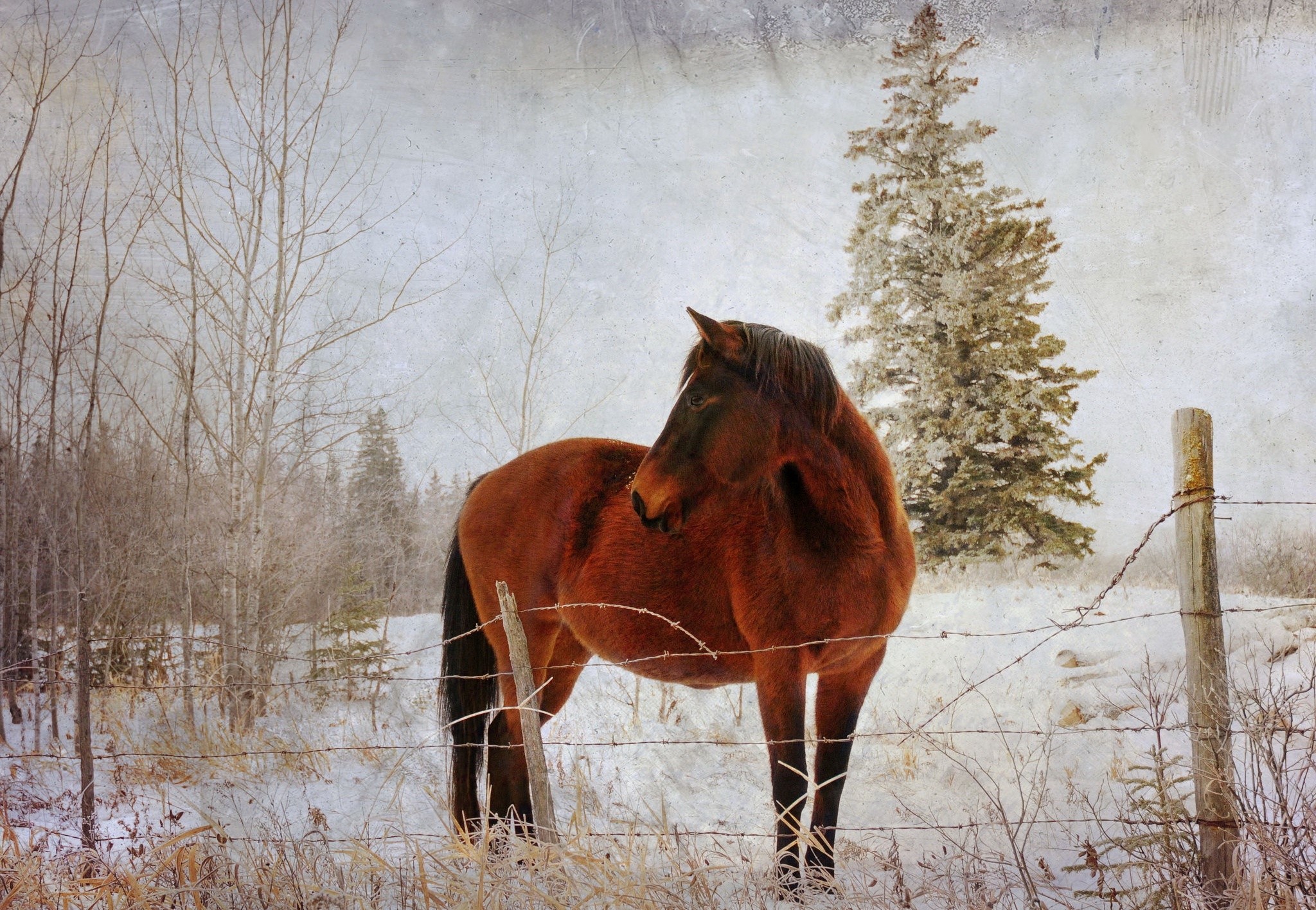 Brown horse in a snowy field with a fence HD Wallpaper