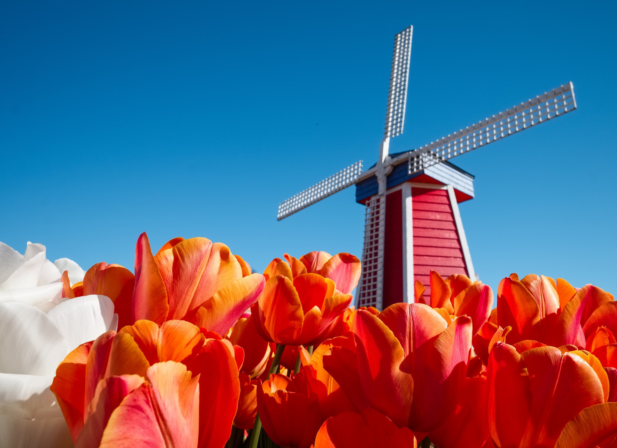 Red and orange tulips in front of a Dutch windmill HD Wallpaper