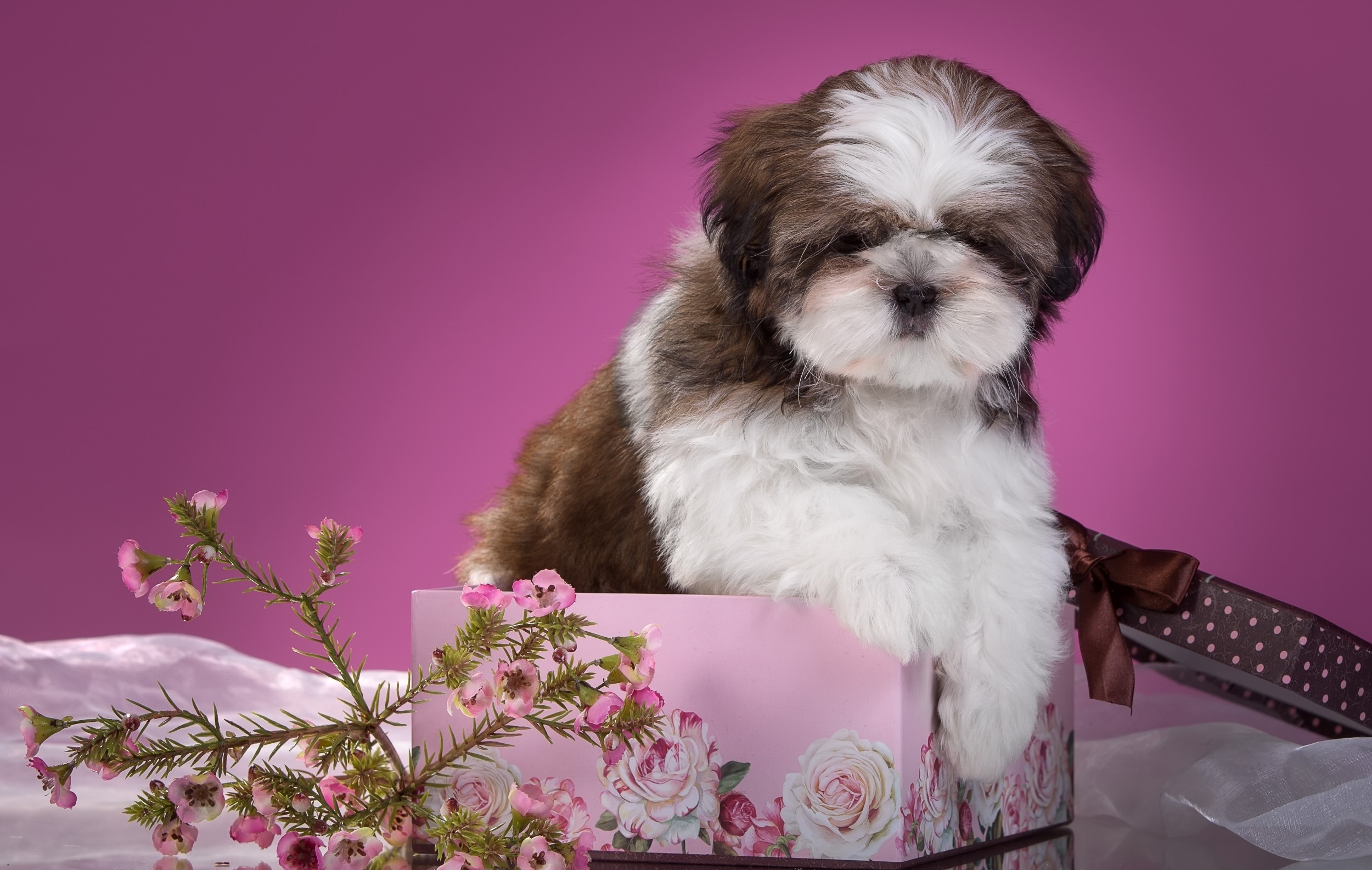 Shih Tzu puppy in a gift box with flowers HD Wallpaper