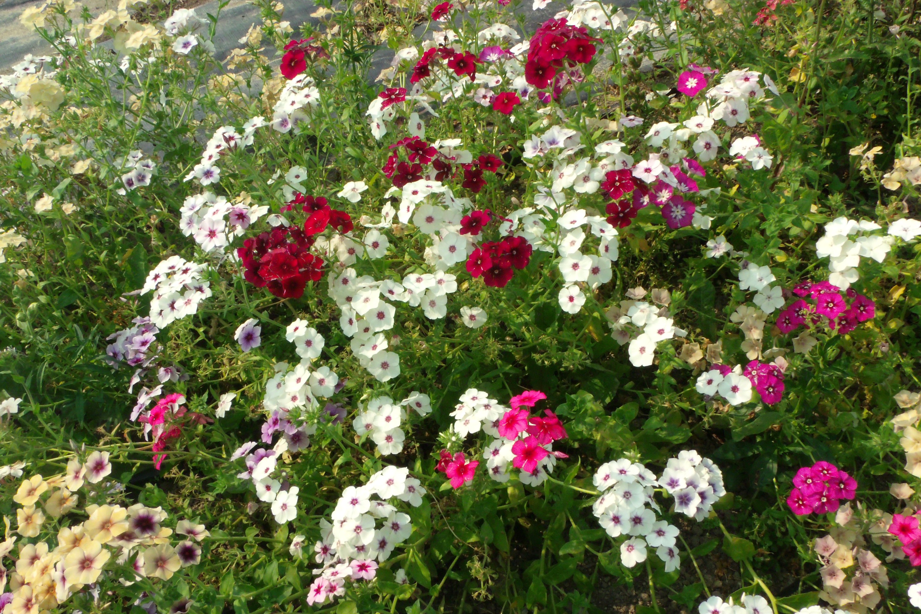 A bed of colorful Phlox flowers in bloom HD Wallpaper