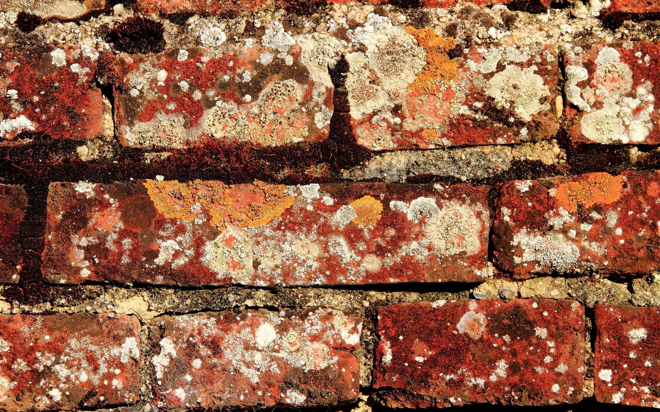 Close-up of a weathered brick wall with lichen and moss HD Wallpaper