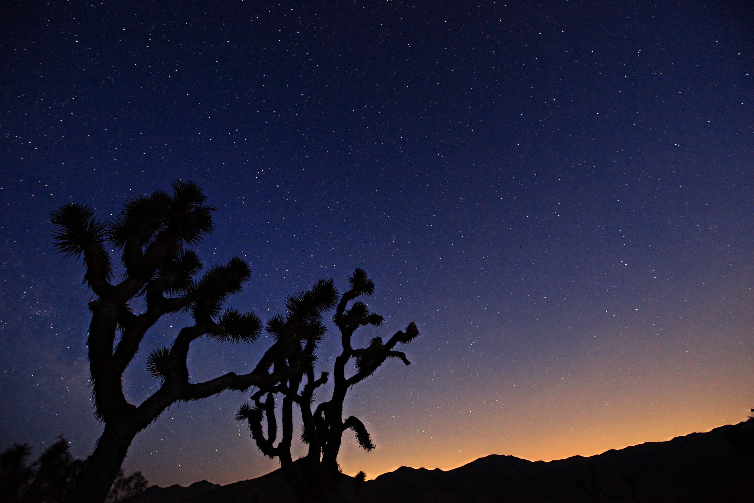 Joshua Trees silhouetted against a starry night sky HD Wallpaper
