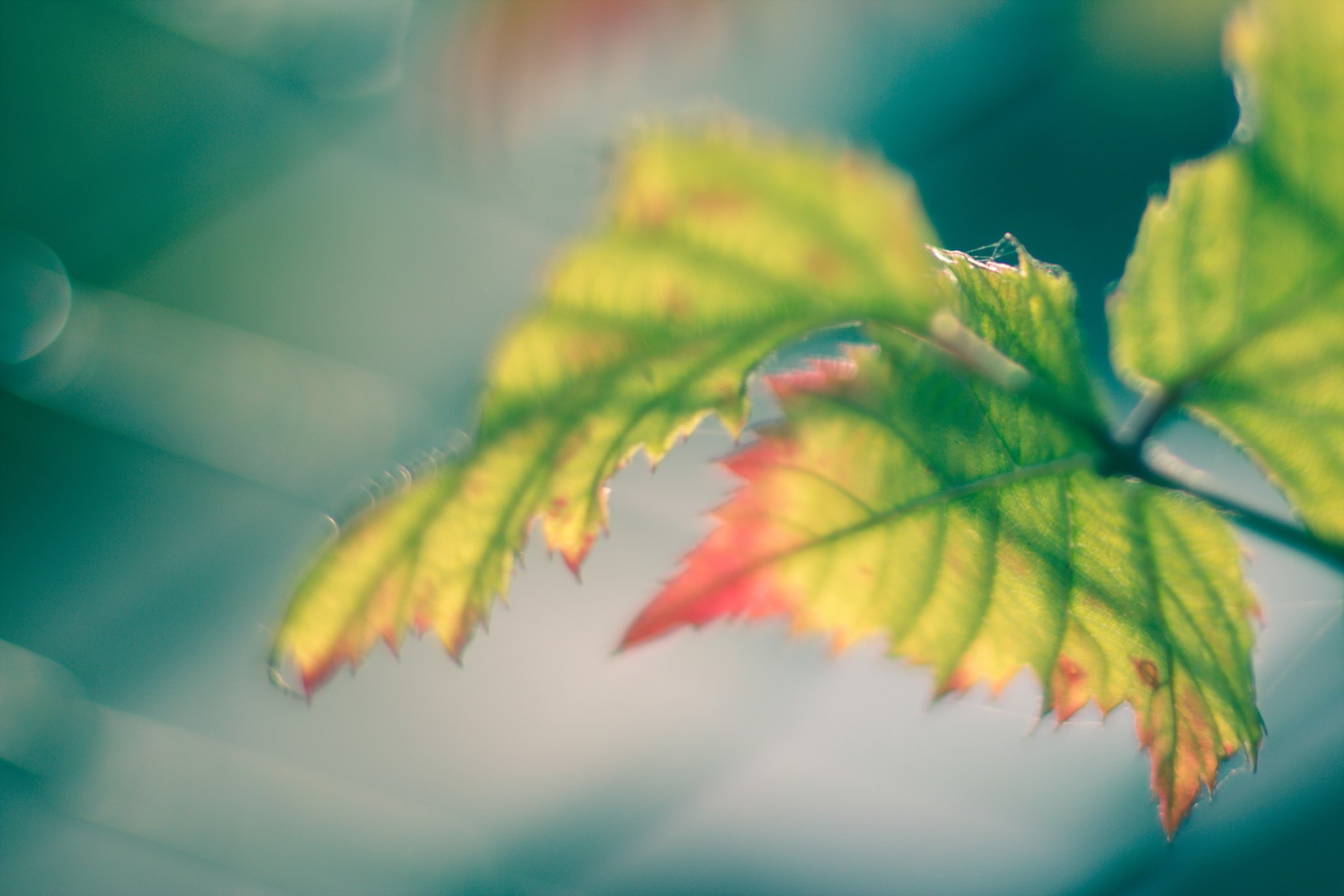 Autumn leaves with red and yellow colors HD Wallpaper