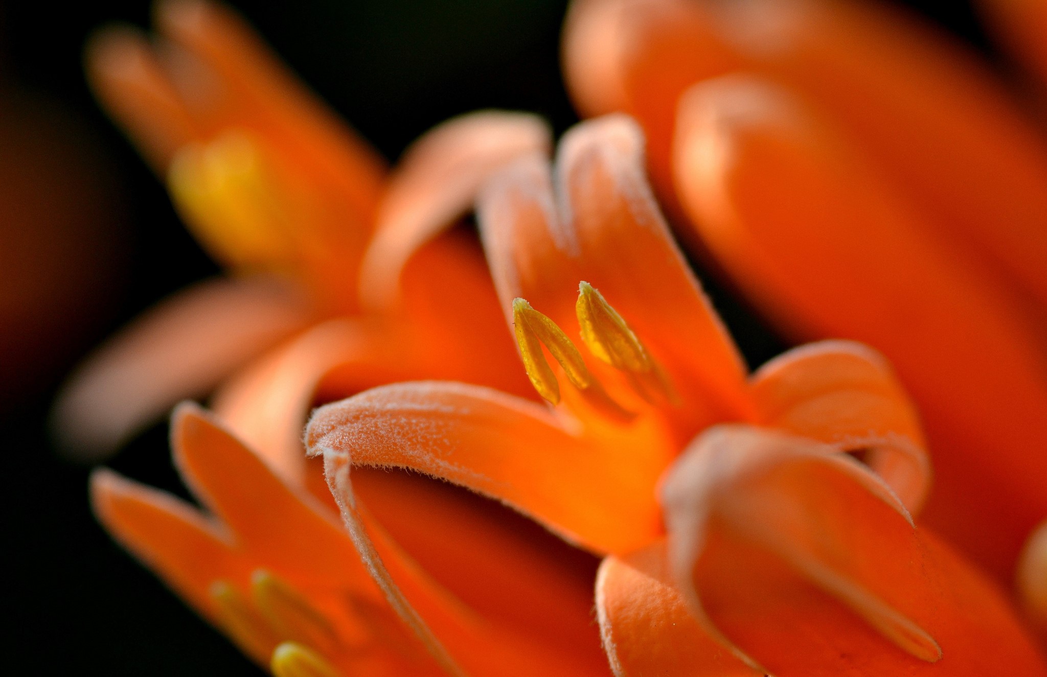 Close-up of orange lilies with yellow stamens HD Wallpaper