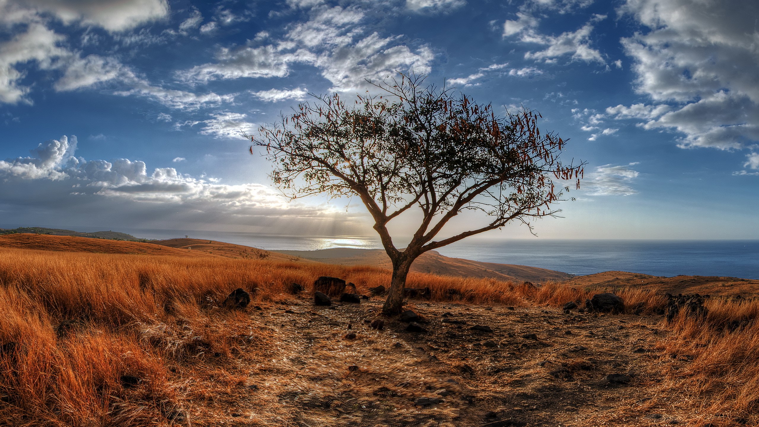 Lone tree on a grassy hill overlooking the ocean HD Wallpaper