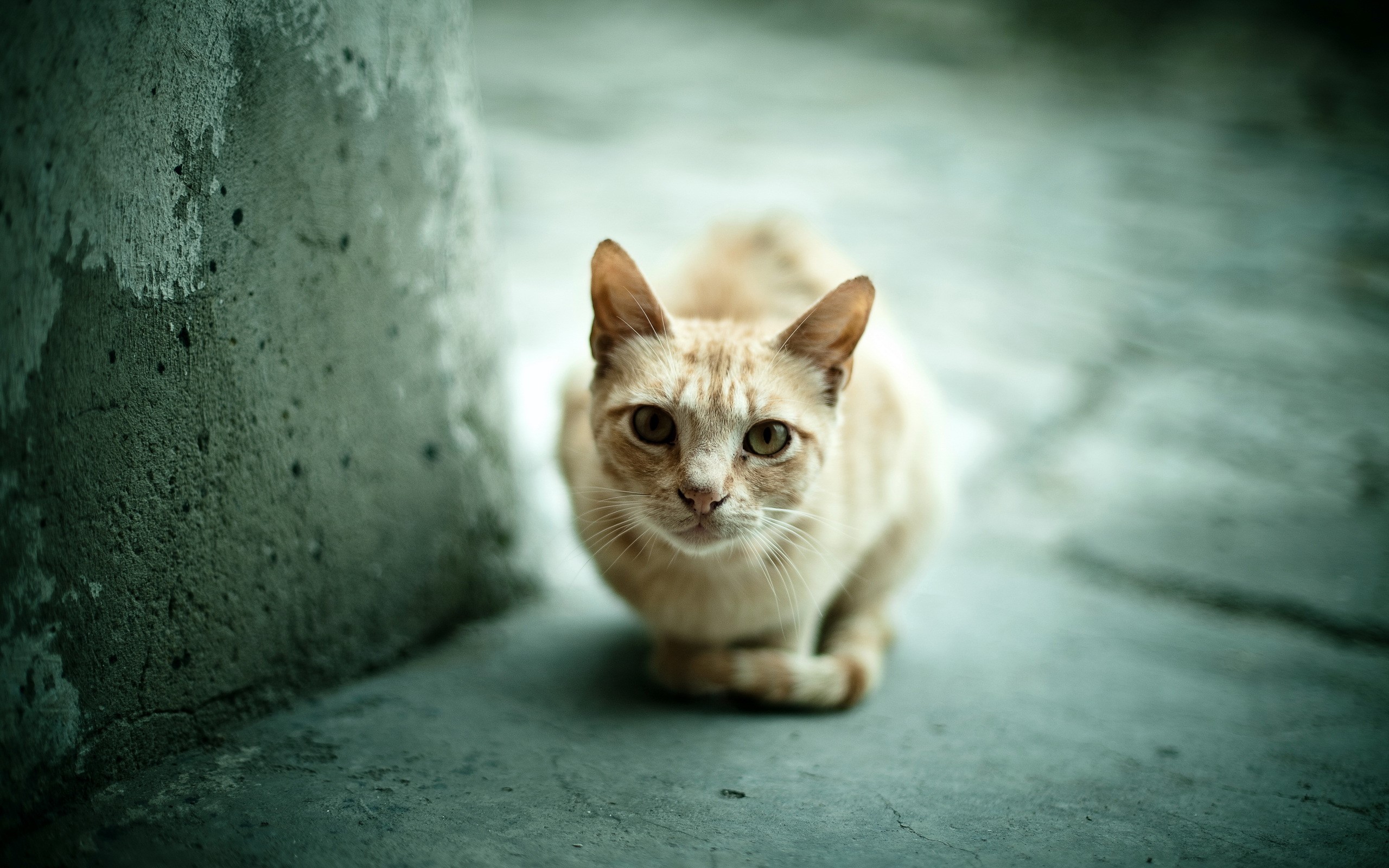 A ginger cat sits on a concrete floor HD Wallpaper