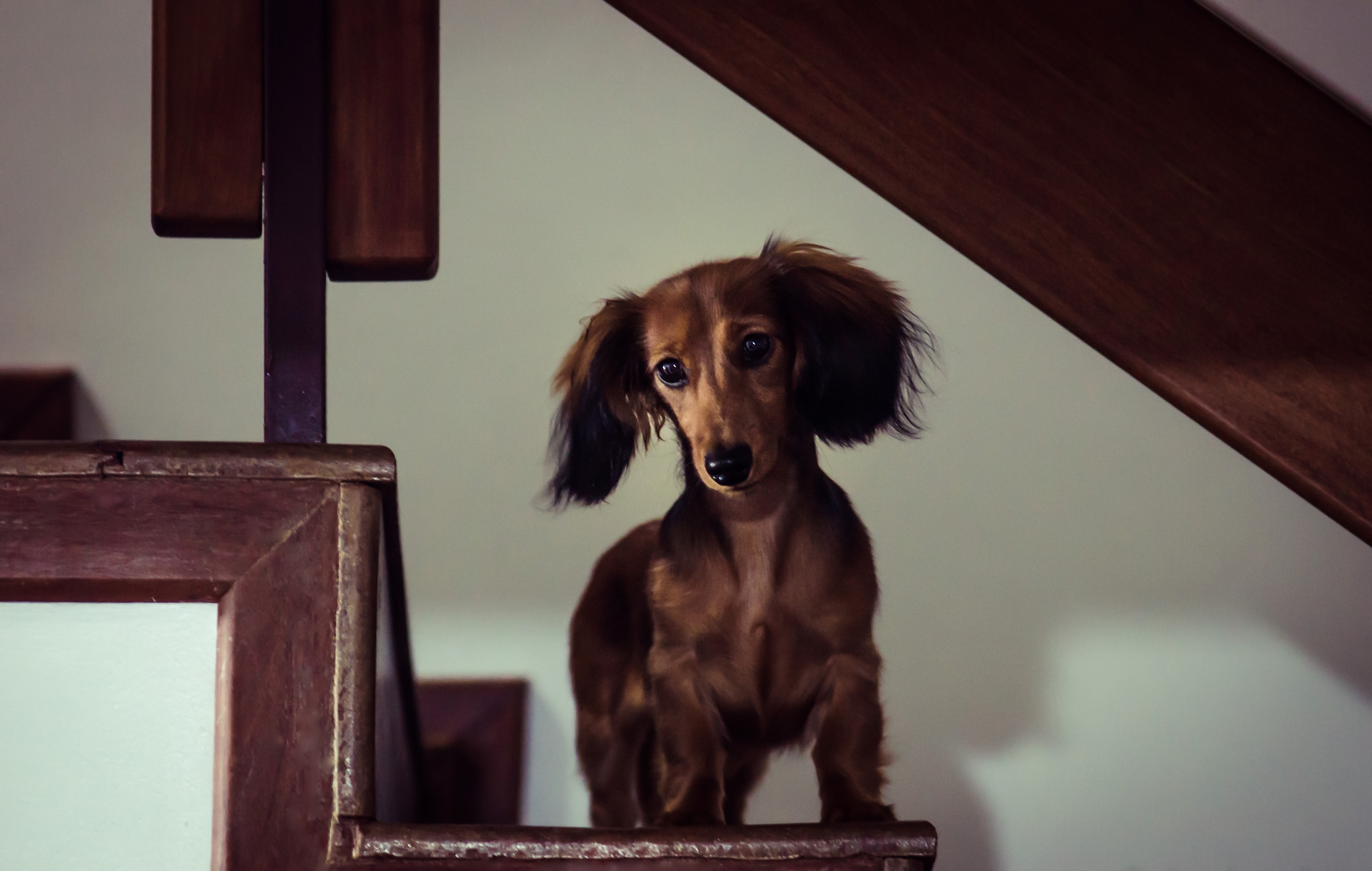 Miniature Long-Haired Dachshund on Stairs HD Wallpaper
