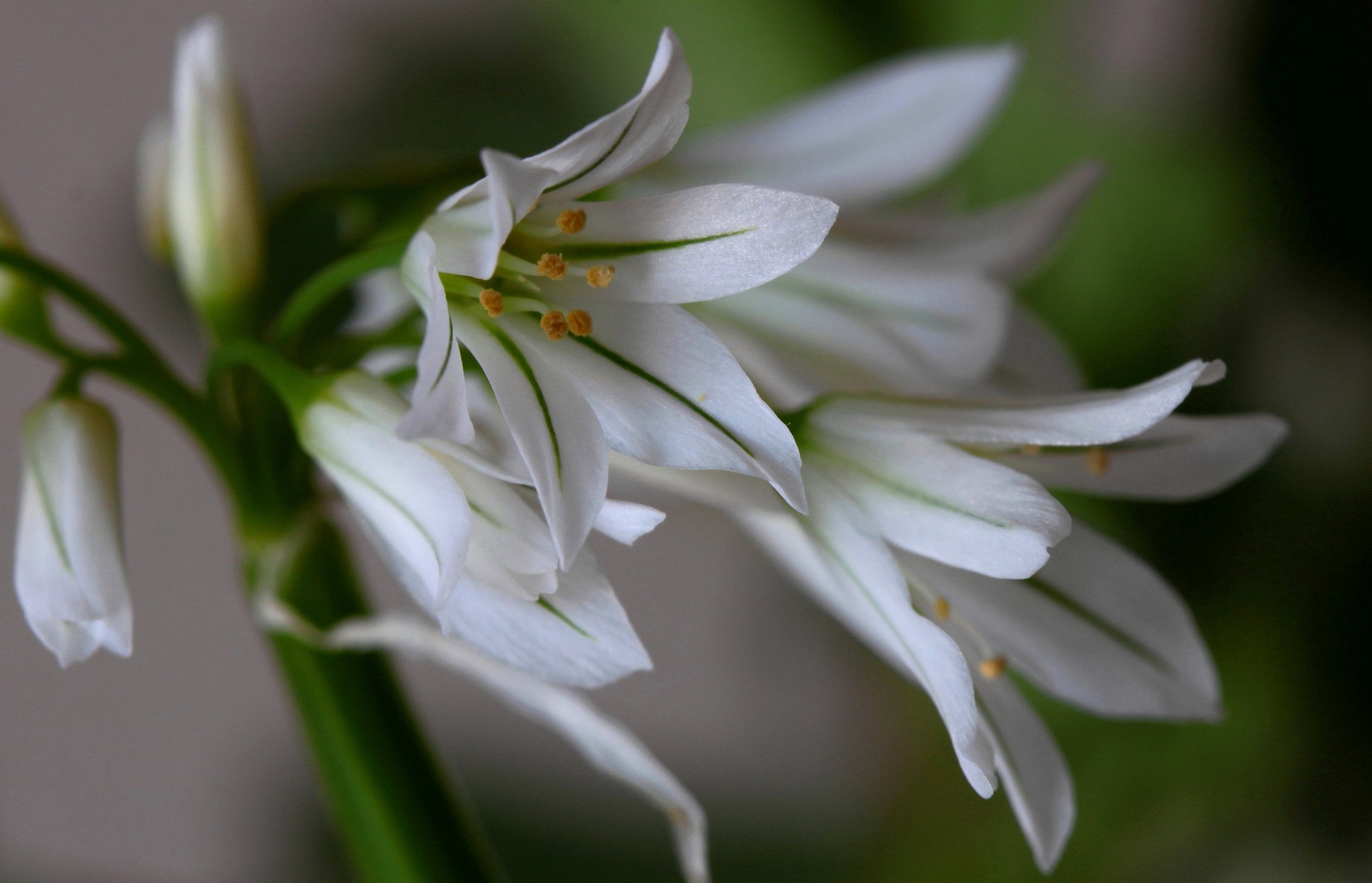 White lilies with green stripes on a stem HD Wallpaper