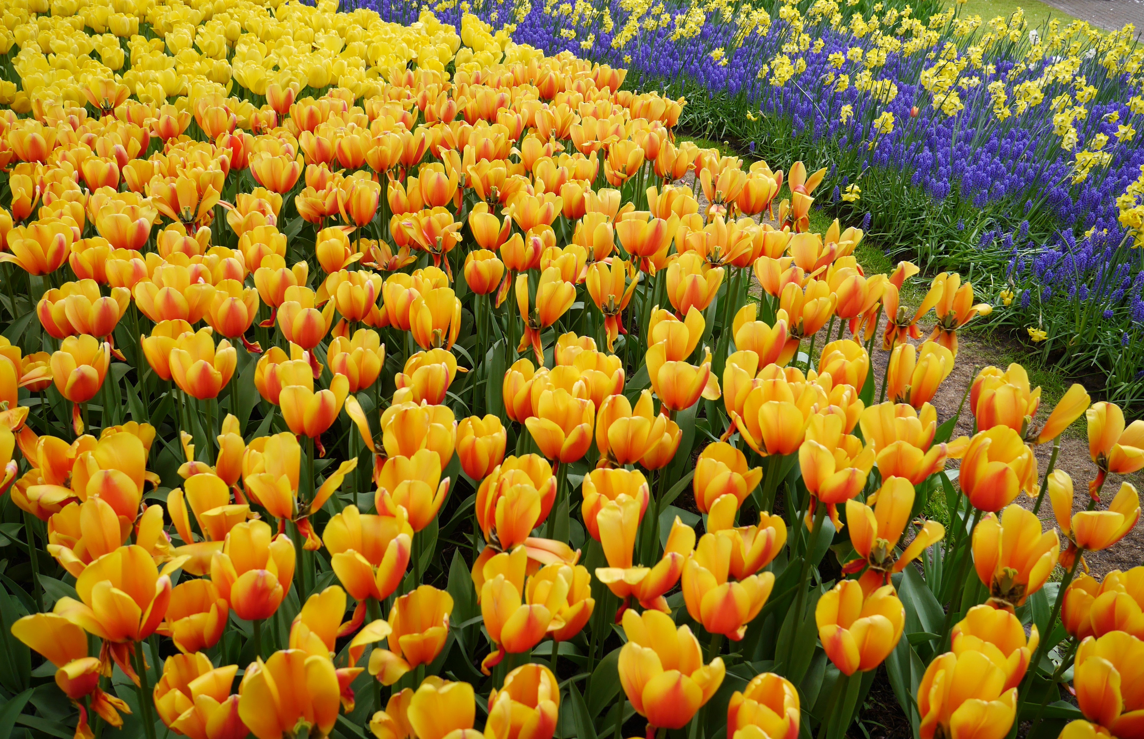 Field of Orange and Yellow Tulips with Blue Flowers HD Wallpaper