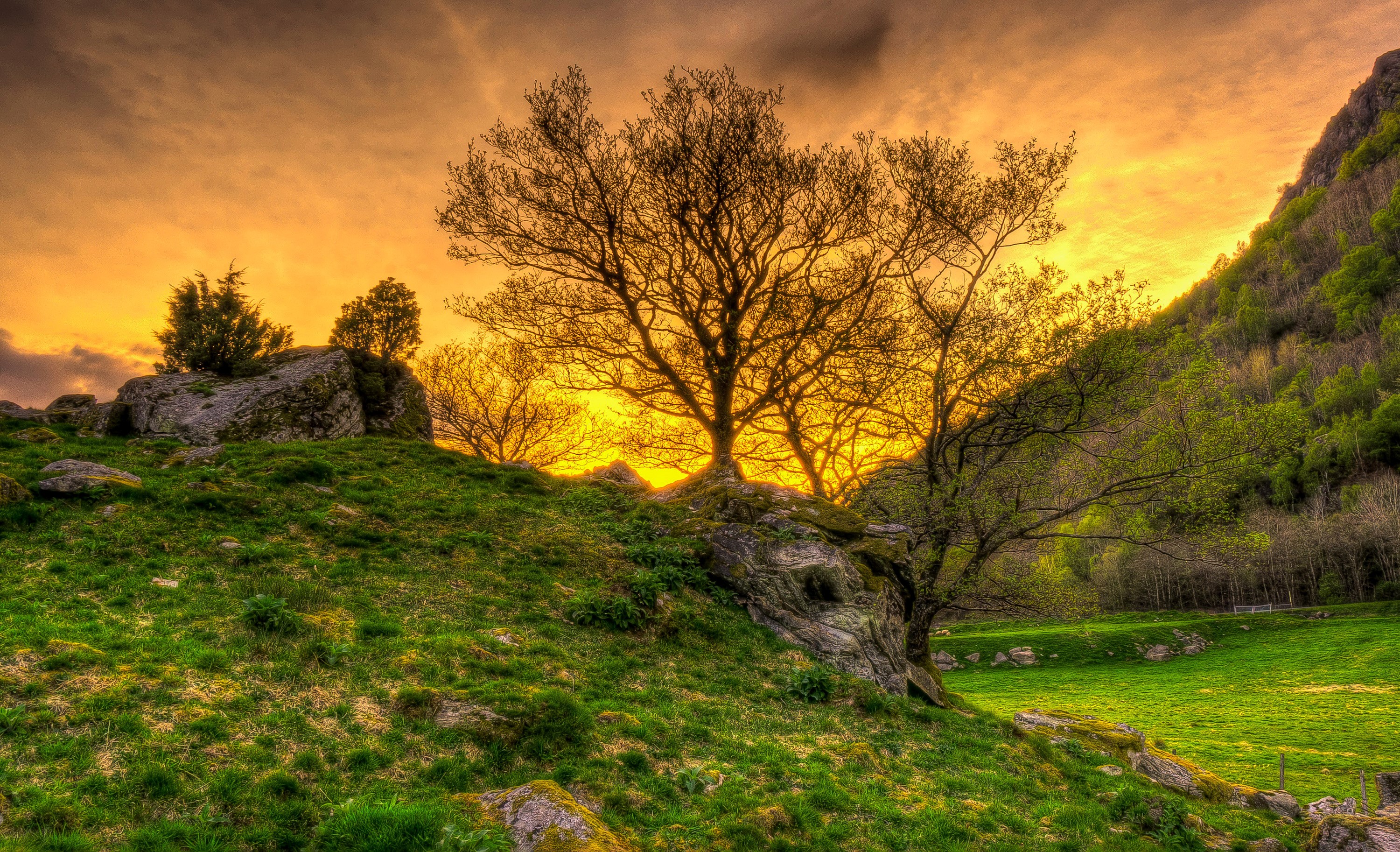 Sunset over a grassy mountain landscape with trees HD Wallpaper
