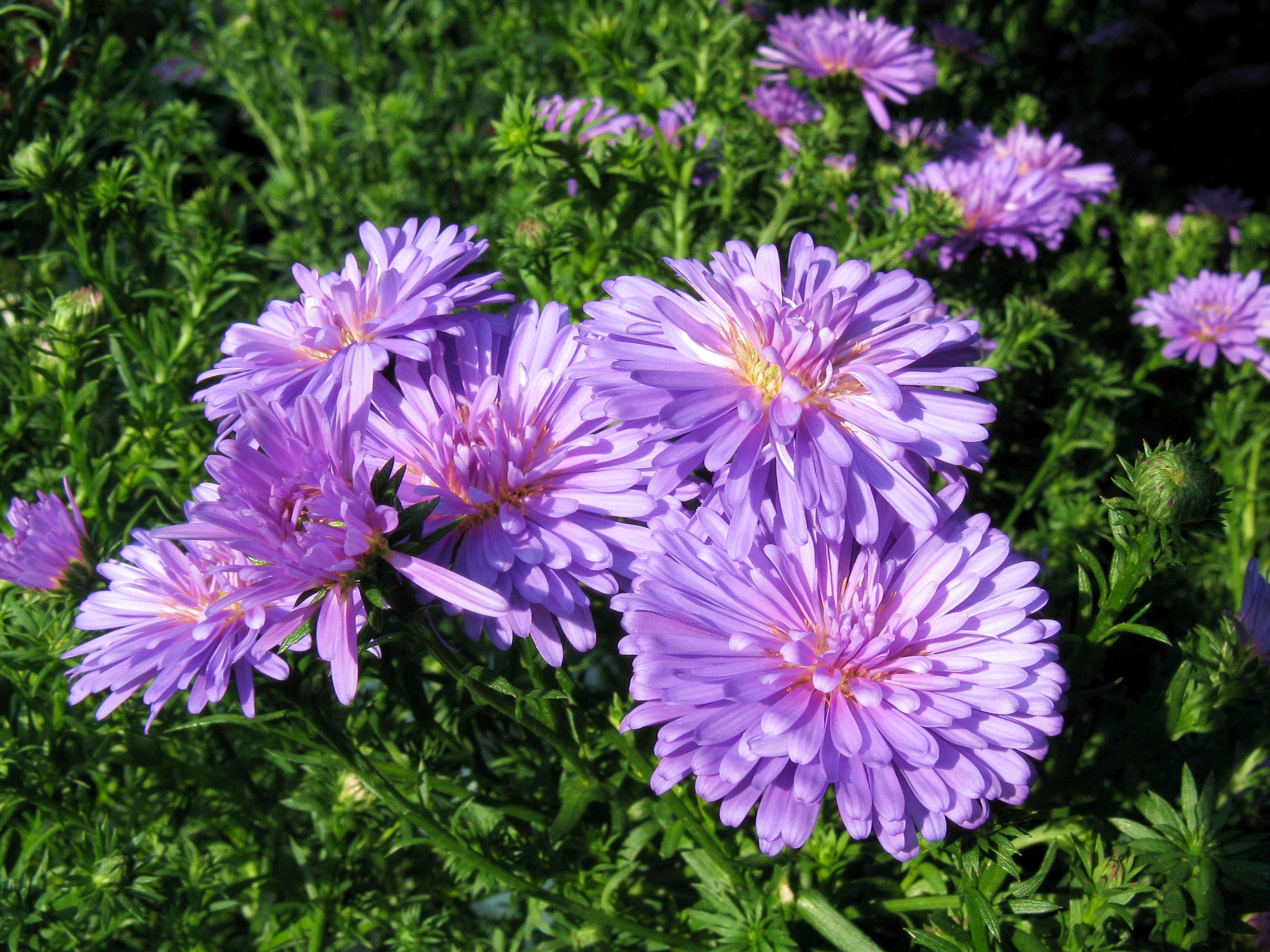 Purple Asters in Bloom HD Wallpaper