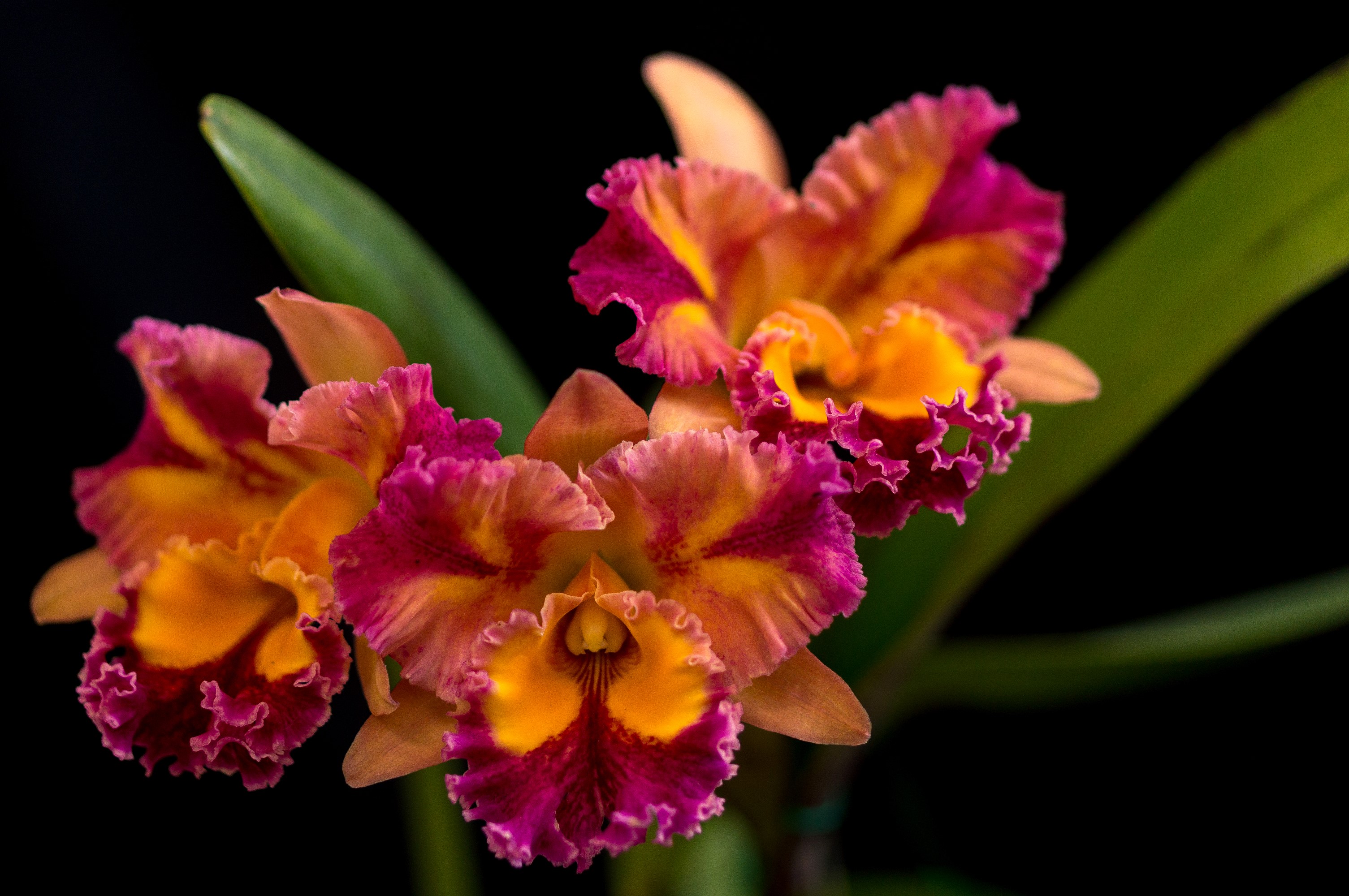 Close-up of a vibrant Cattleya orchid with ruffled petals HD Wallpaper