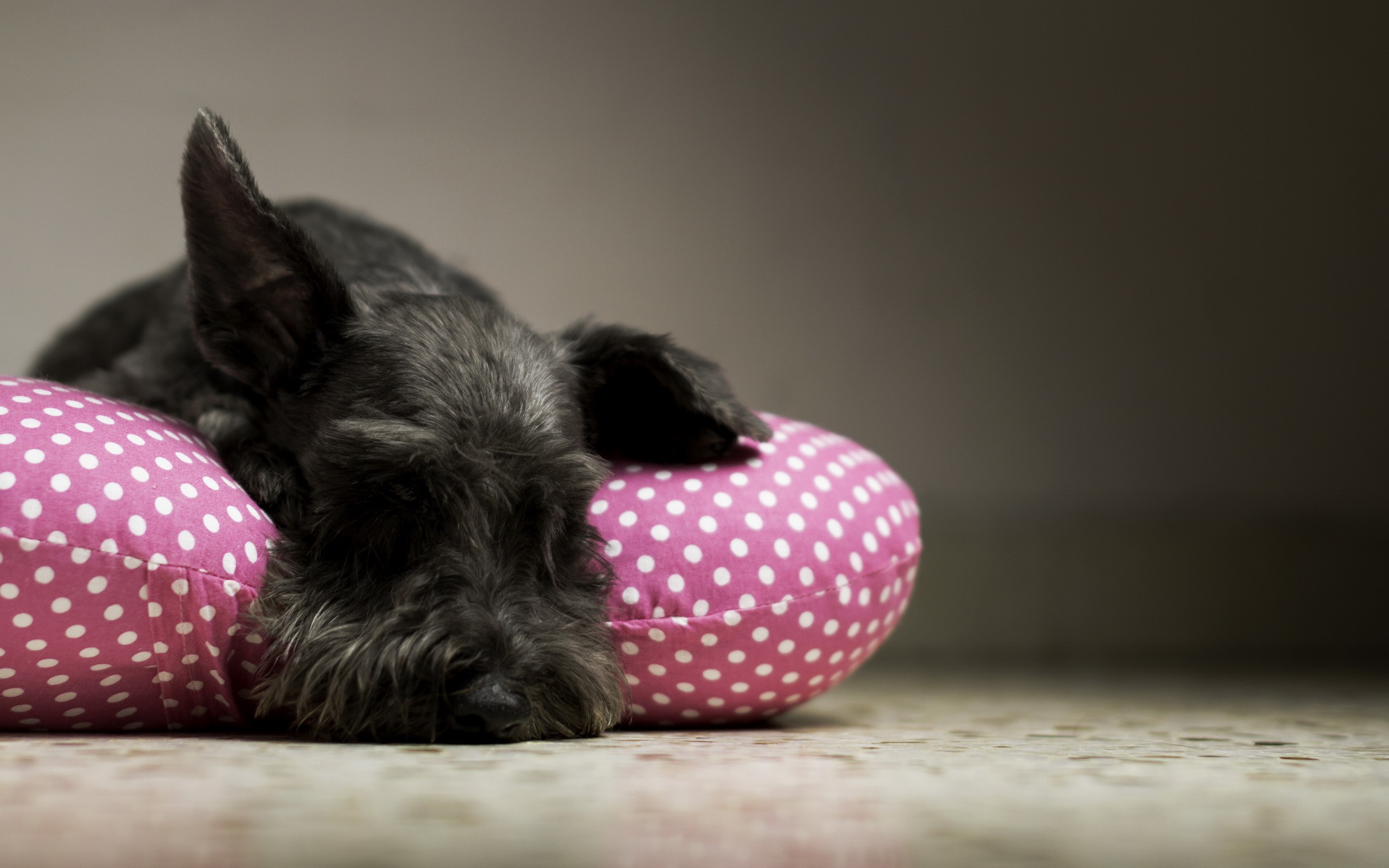 Black Schnauzer sleeping on a pink polka dot pillow HD Wallpaper