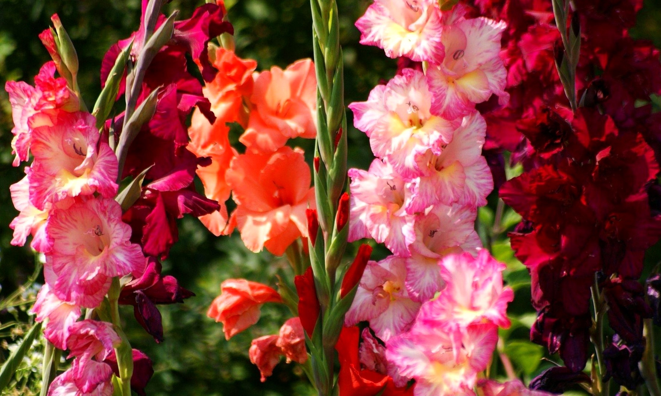 Close-up of colorful Gladiolus flowers in bloom HD Wallpaper