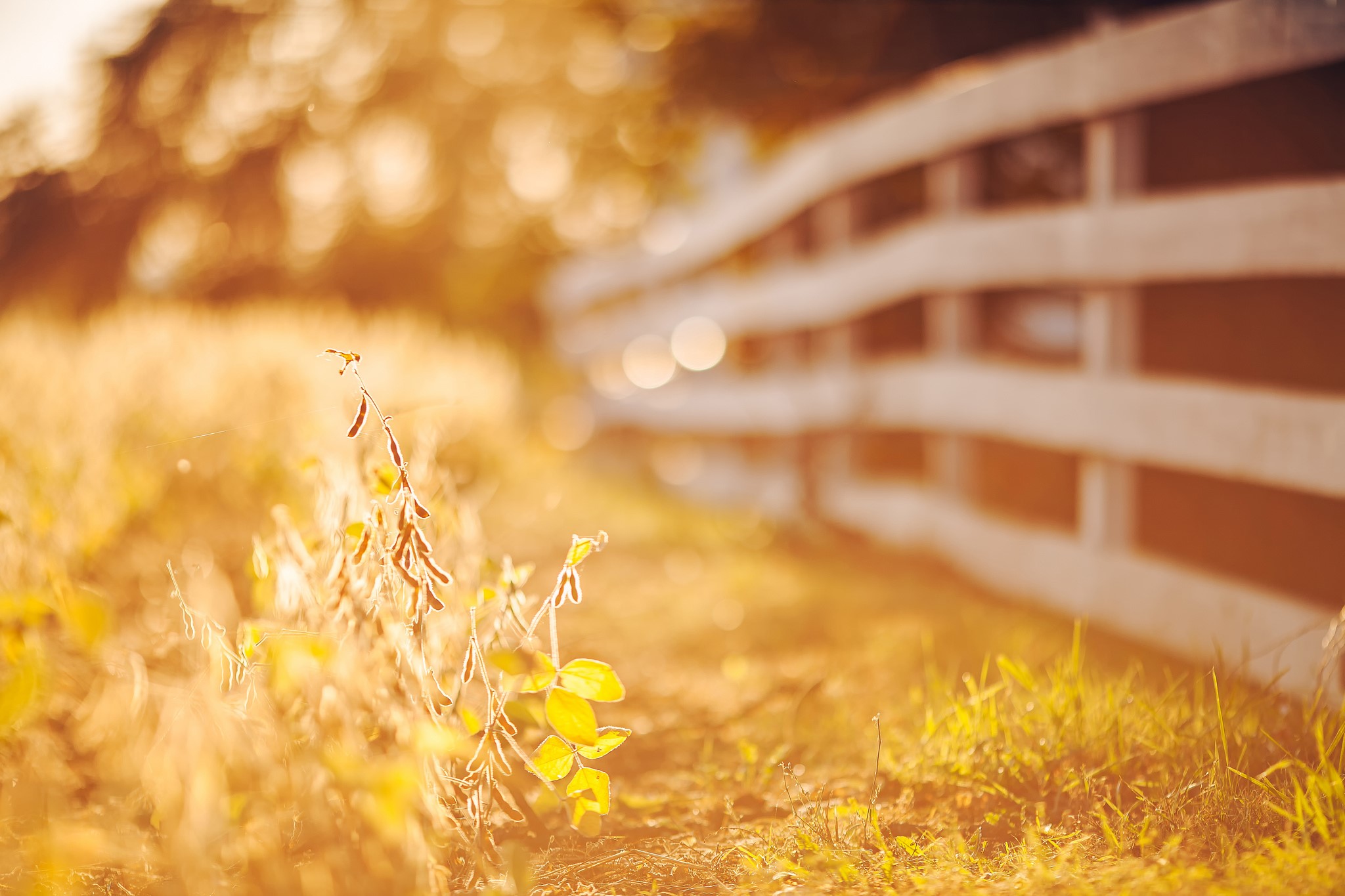 Soybean plants and a white fence in golden light HD Wallpaper