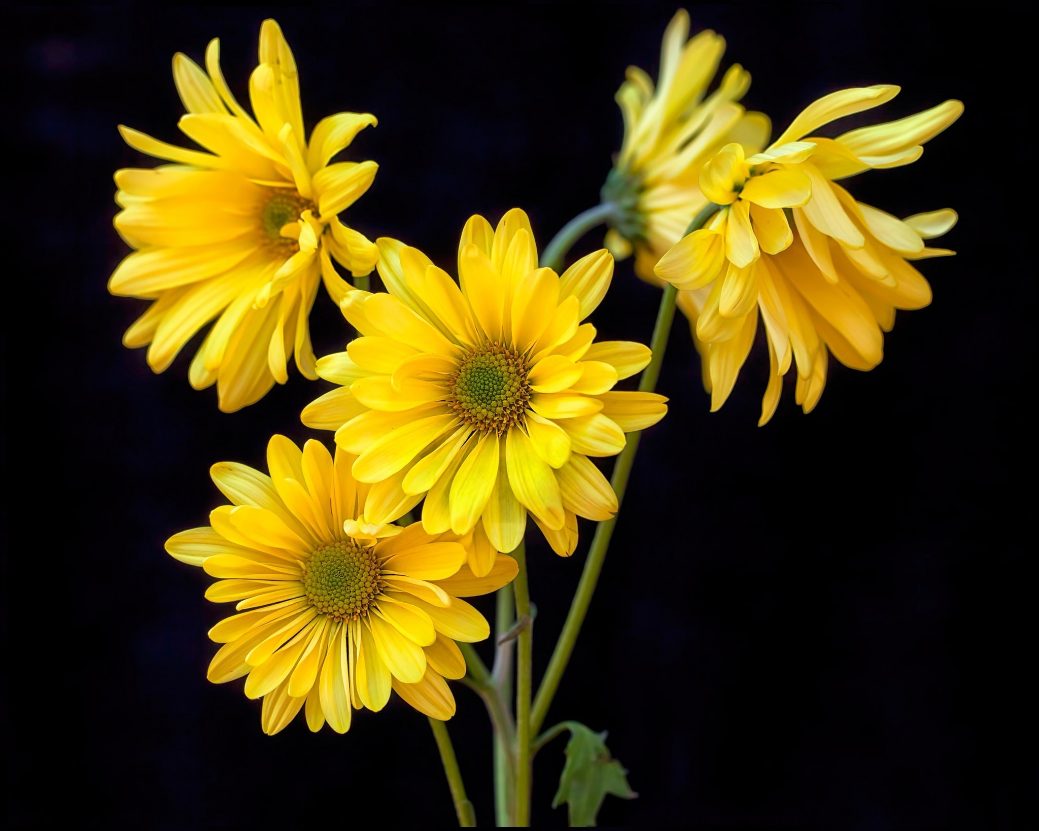 Yellow Chrysanthemums on Black Background HD Wallpaper