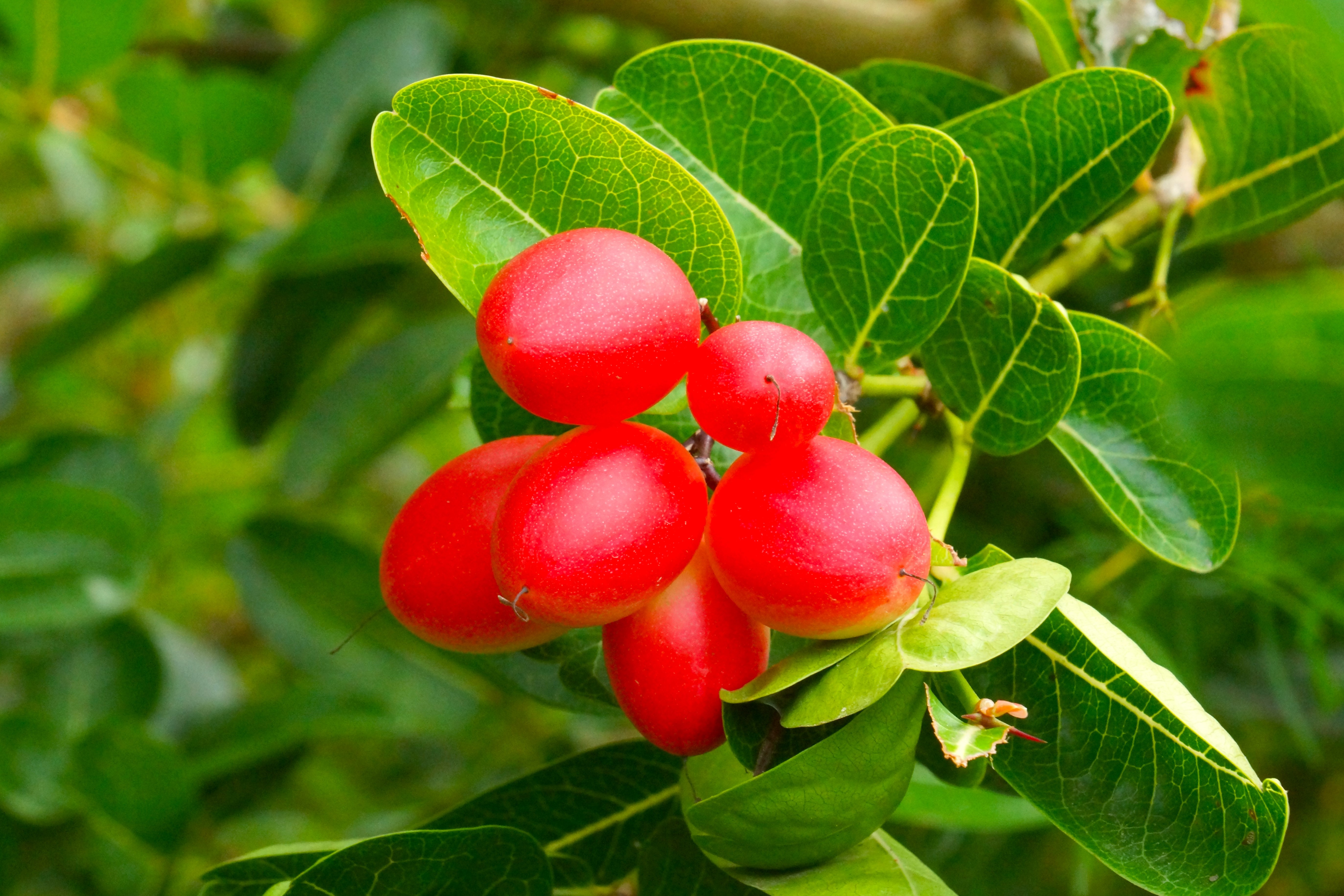Red berries on a branch with green leaves HD Wallpaper