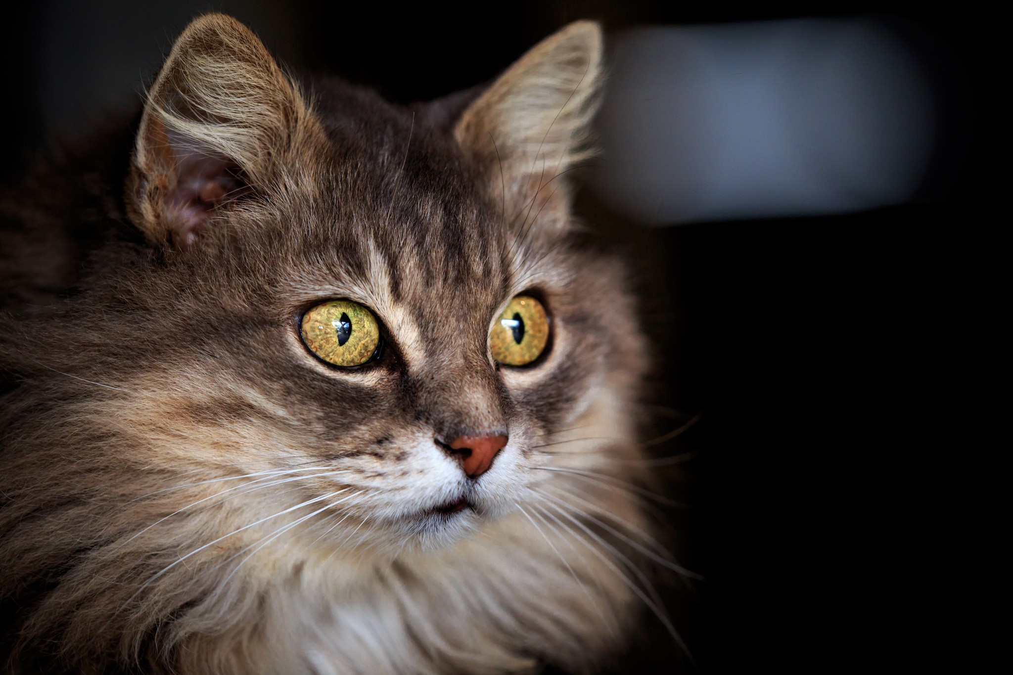 Close-up of a fluffy cat's face with yellow eyes HD Wallpaper