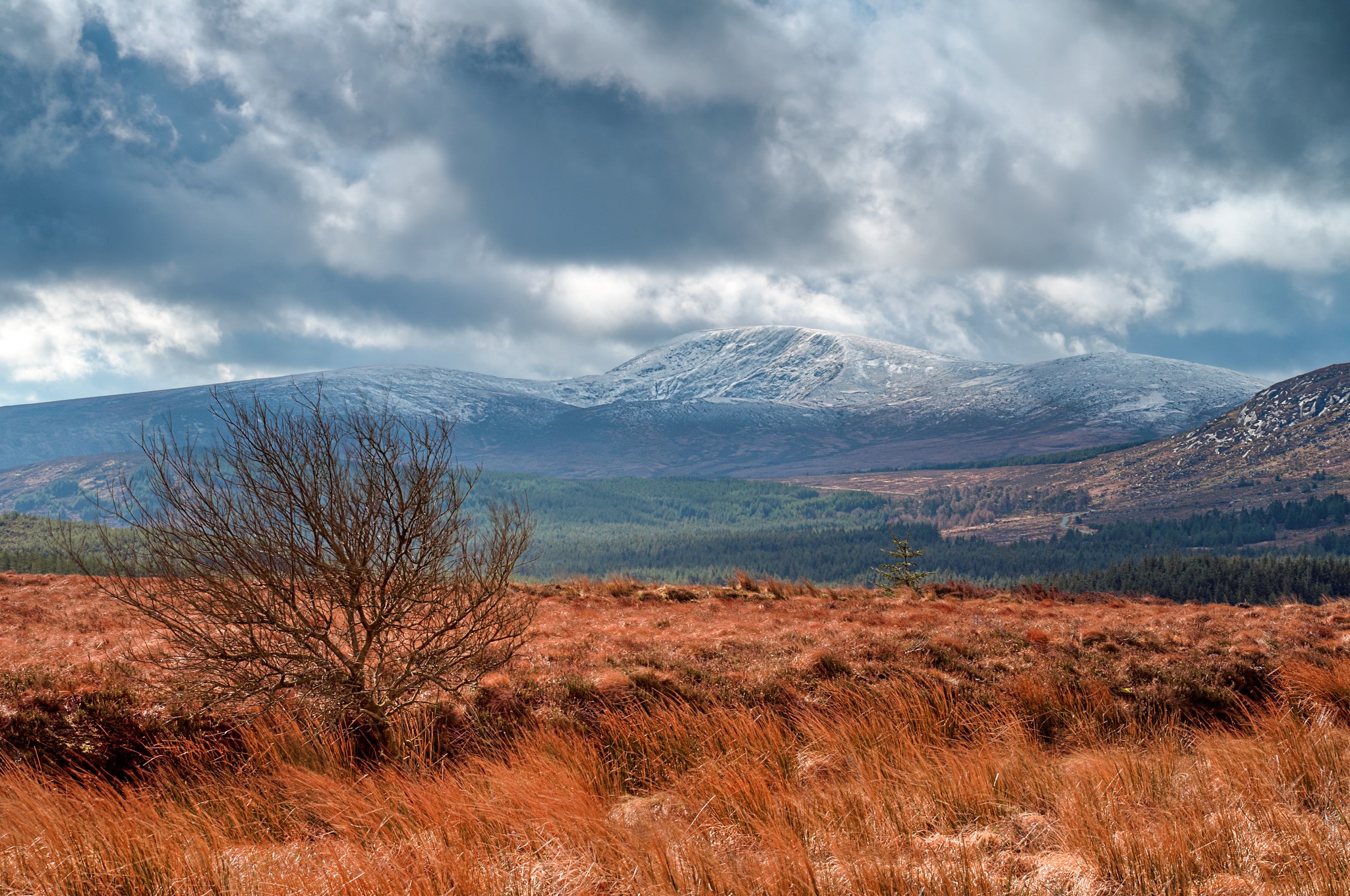 Snow-capped mountains under cloudy sky with foreground tree HD Wallpaper