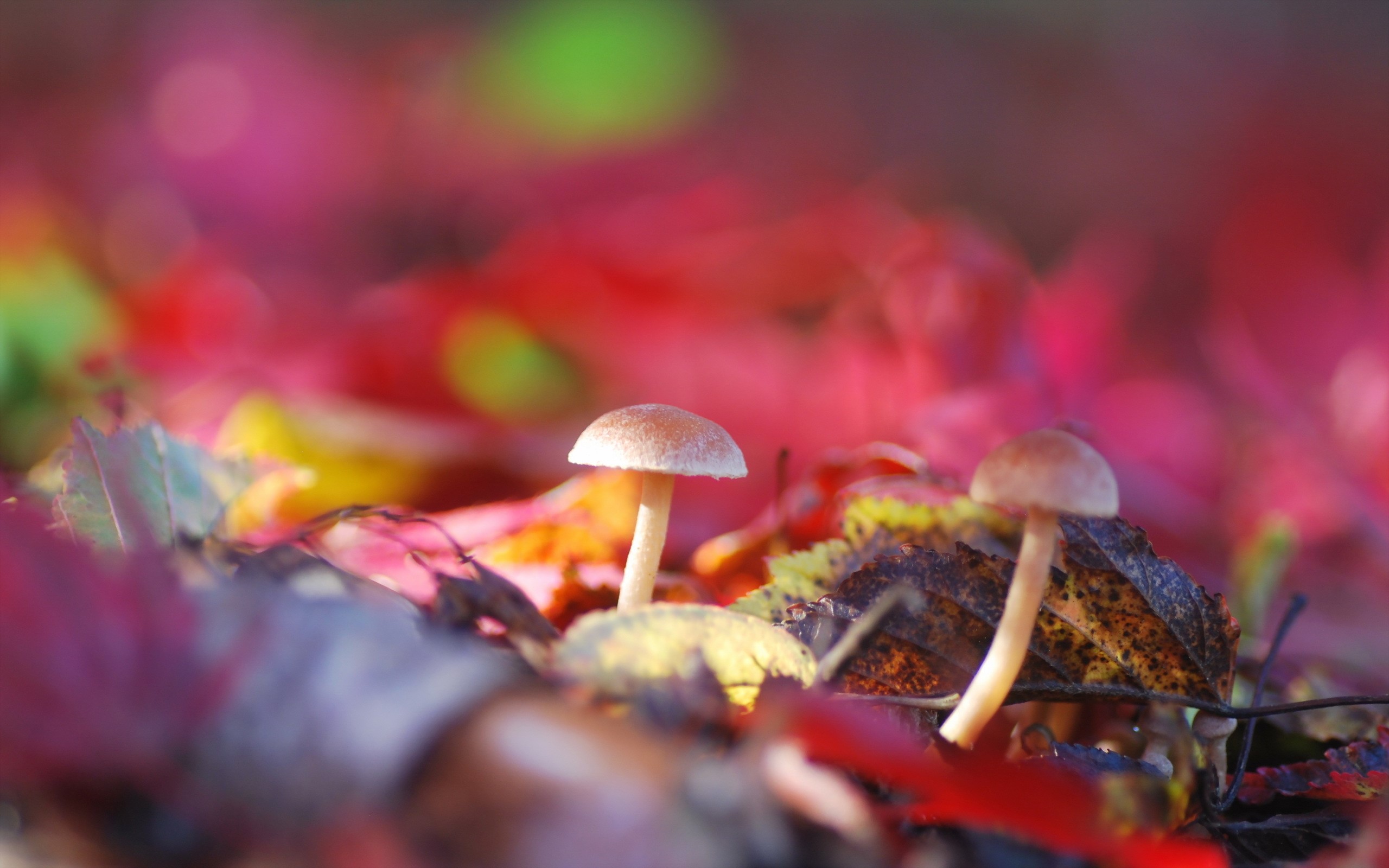Mushrooms and colorful autumn foliage on the forest floor HD Wallpaper