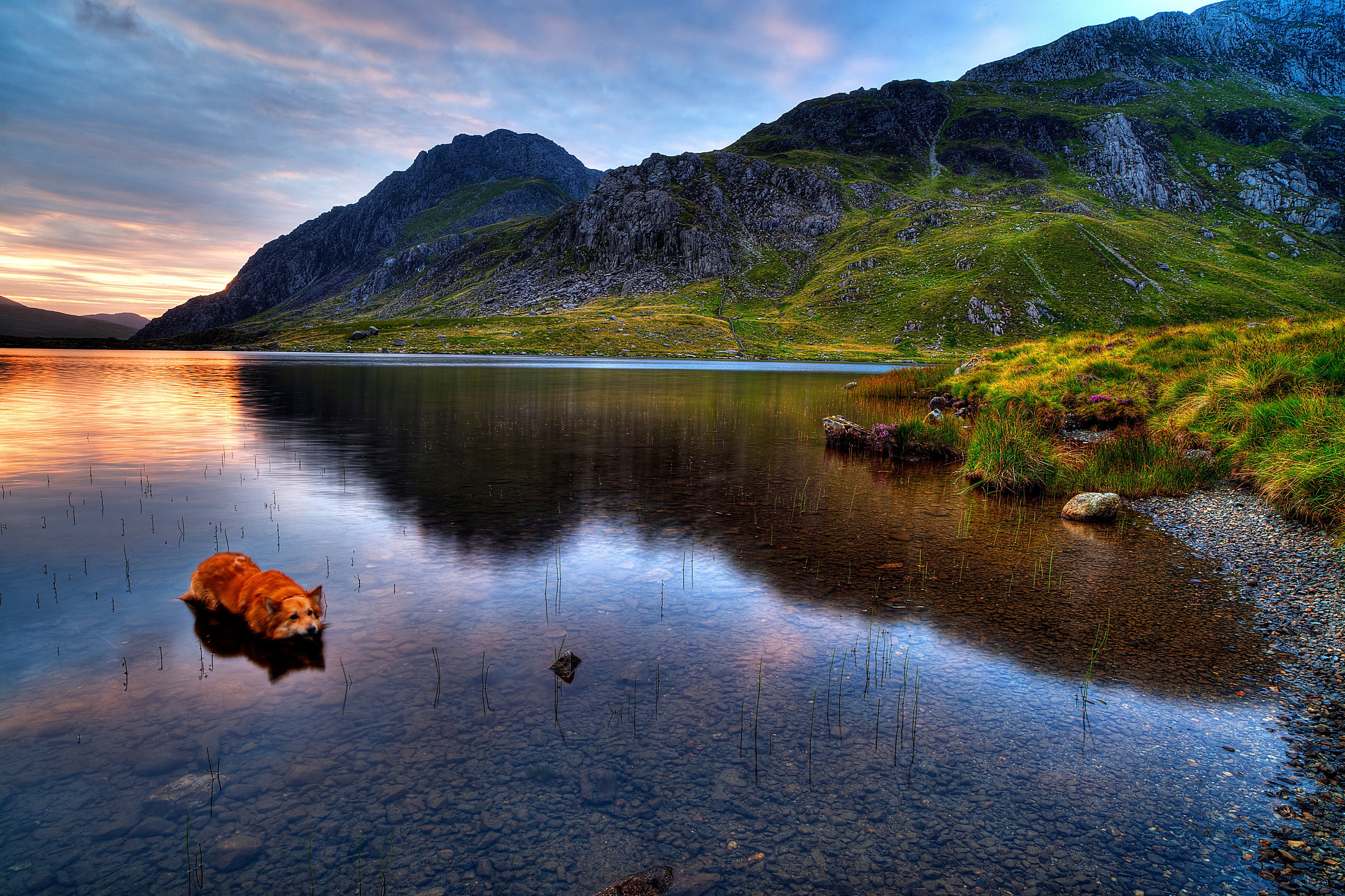 Dog in a lake in Snowdonia National Park, Wales HD Wallpaper