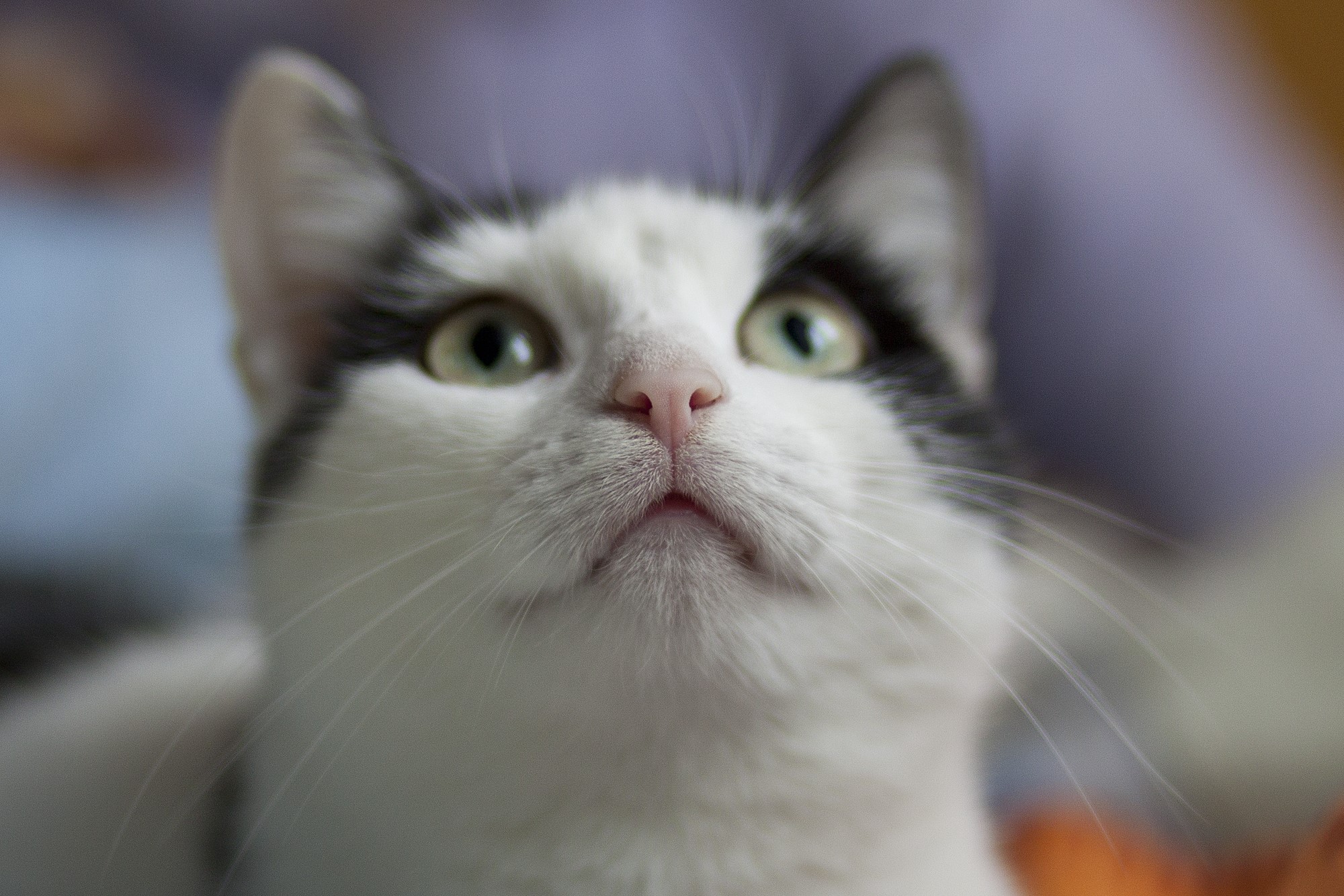 Close-up of a black and white cat looking up HD Wallpaper