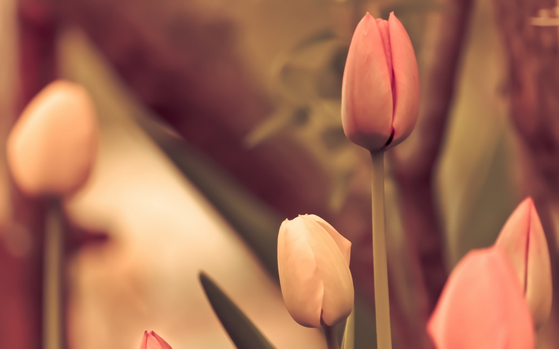 Close-up of pink and yellow tulips HD Wallpaper