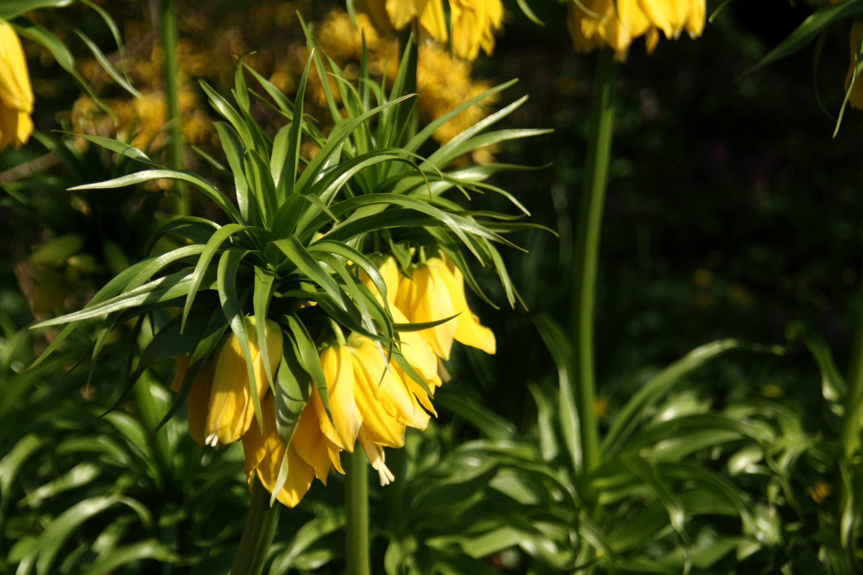 Yellow Fritillaria imperialis flowers in sunlight HD Wallpaper