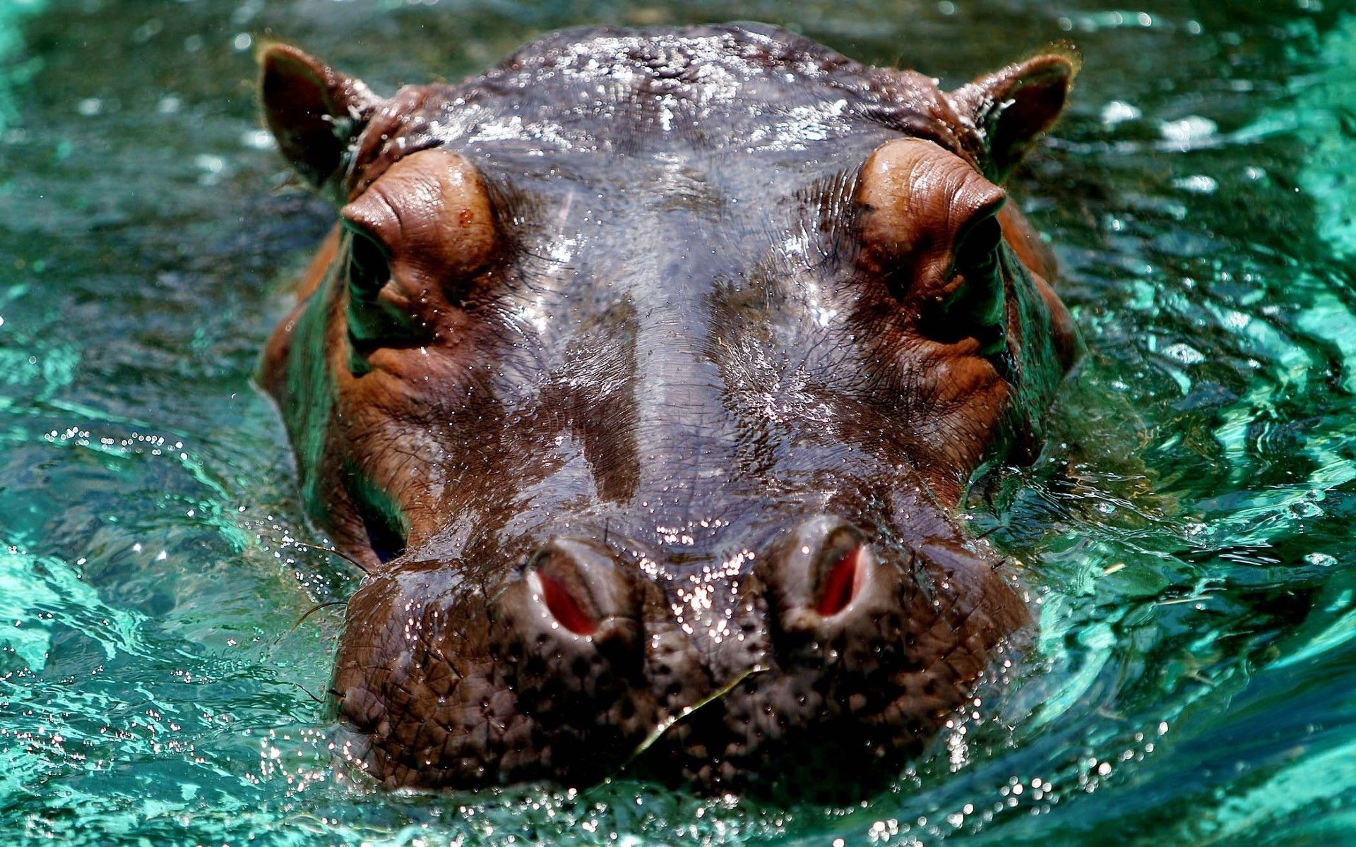 Close-up of a Hippopotamus in Water HD Wallpaper