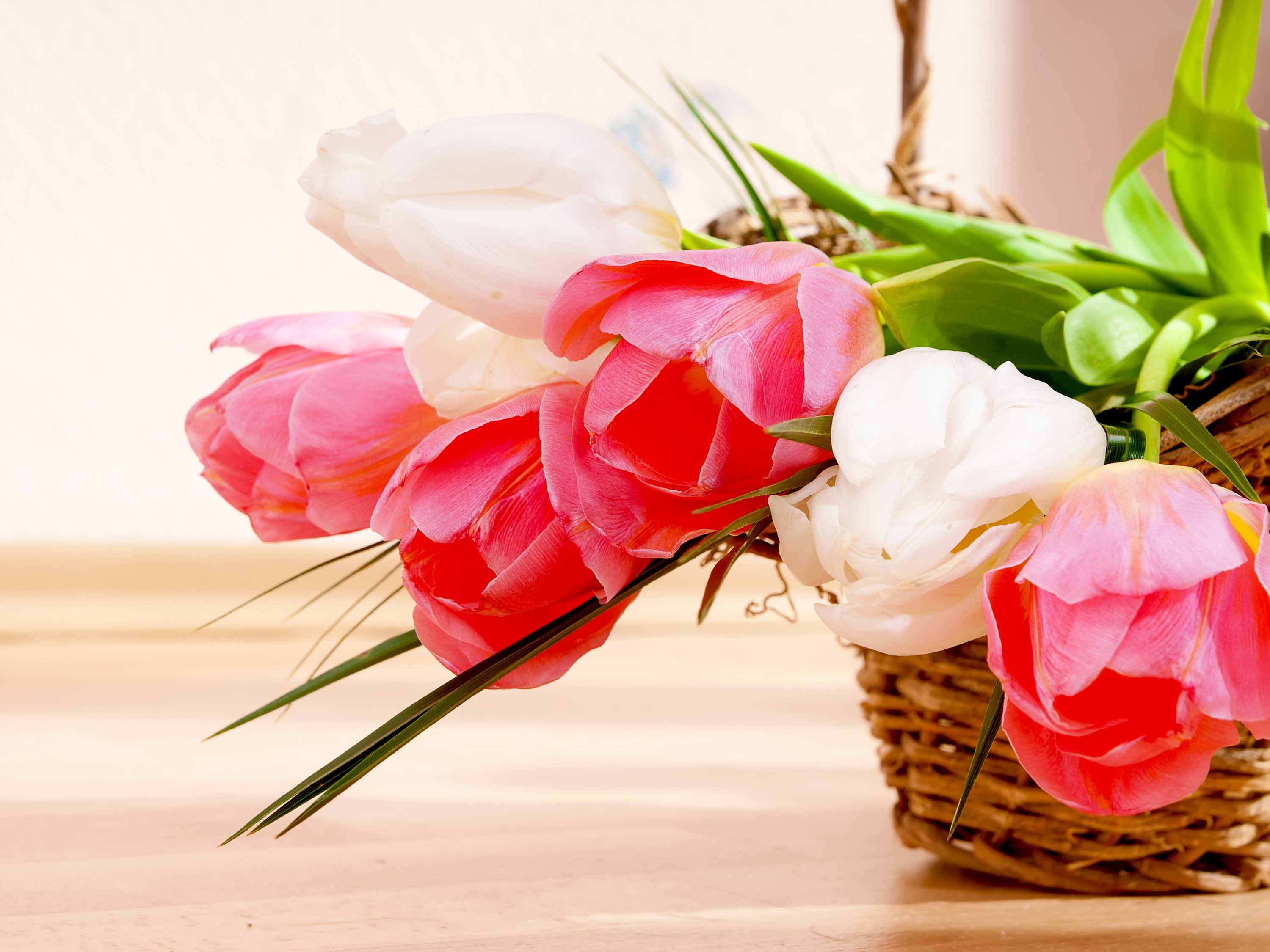 Pink and white tulips in a basket HD Wallpaper