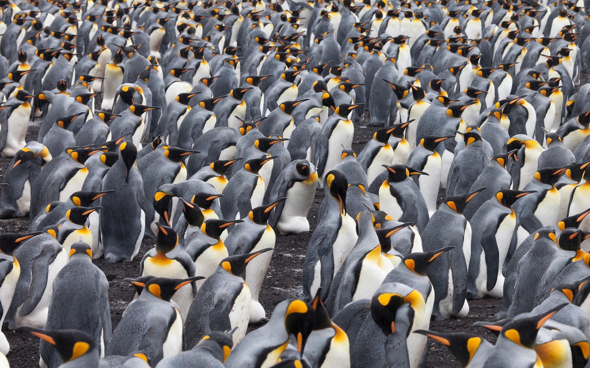 A large colony of King Penguins on dark ground HD Wallpaper