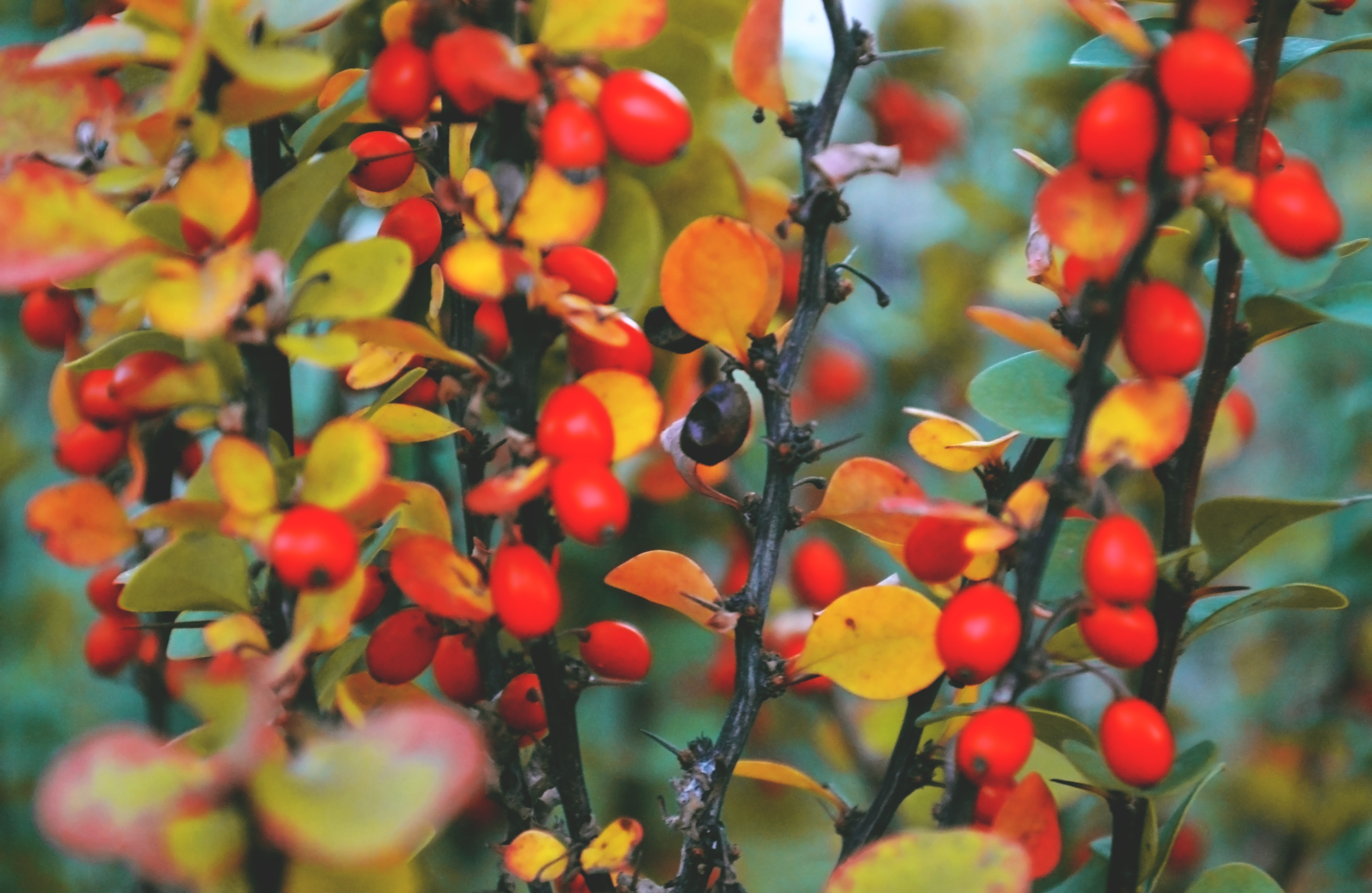 Closeup of red berries and yellow foliage on branches HD Wallpaper