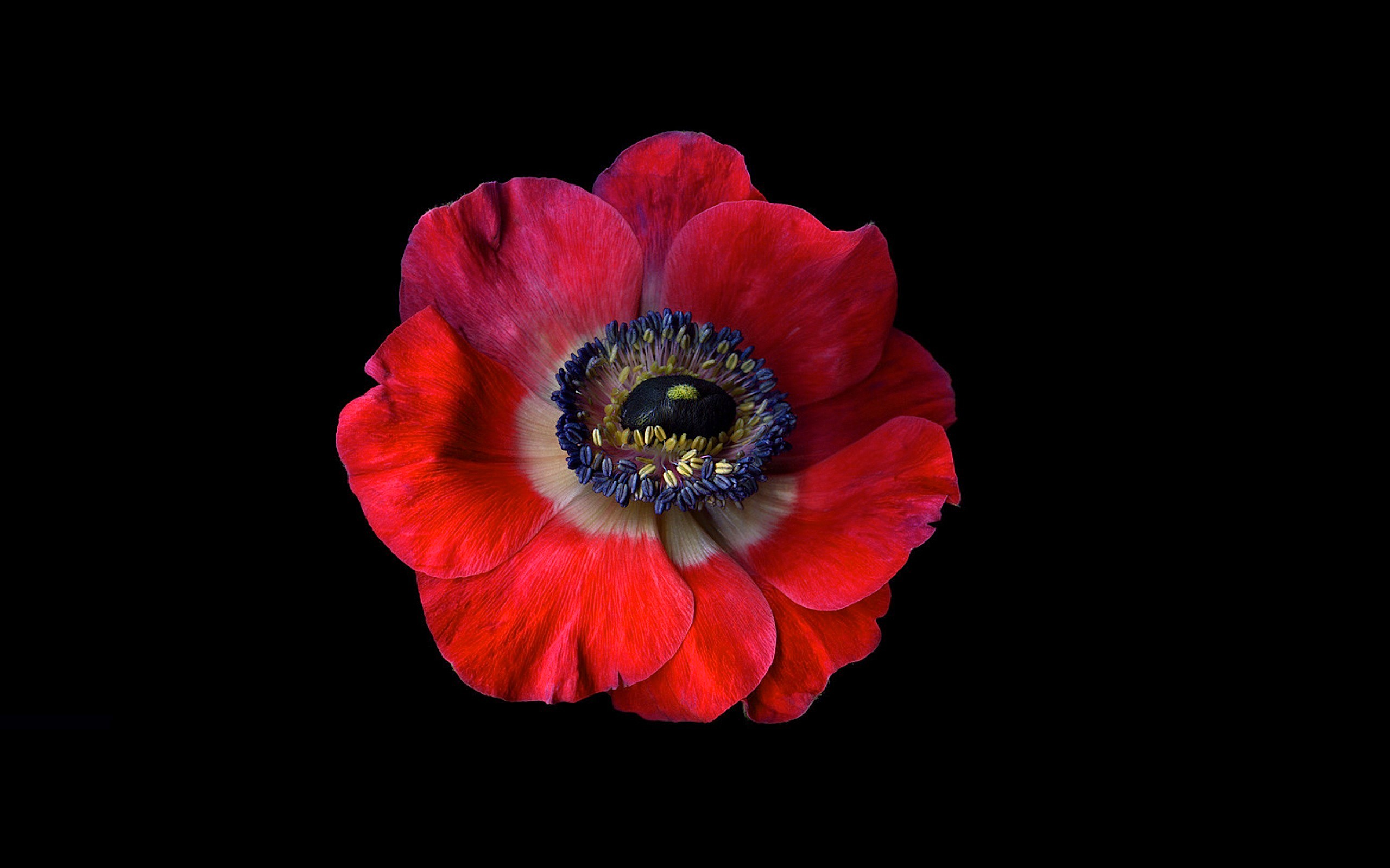 Red Anemone Flower on Black Background HD Wallpaper