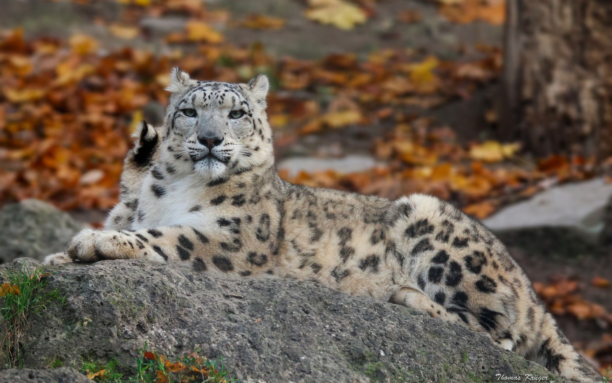 Snow leopard resting on a rock in autumn HD Wallpaper