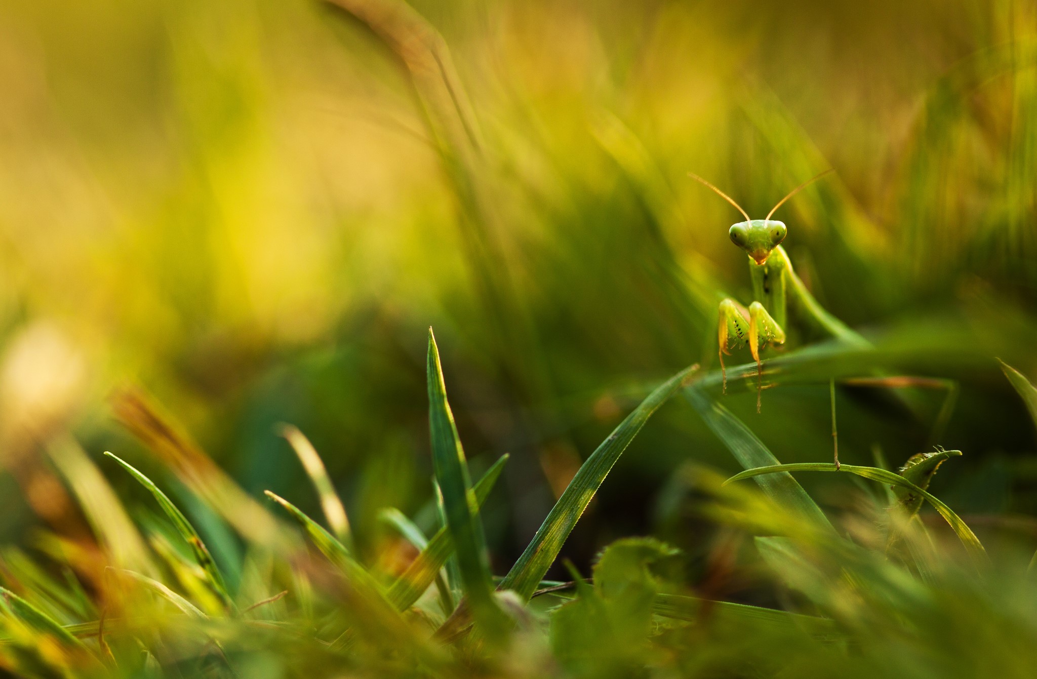 Praying mantis on grass HD Wallpaper