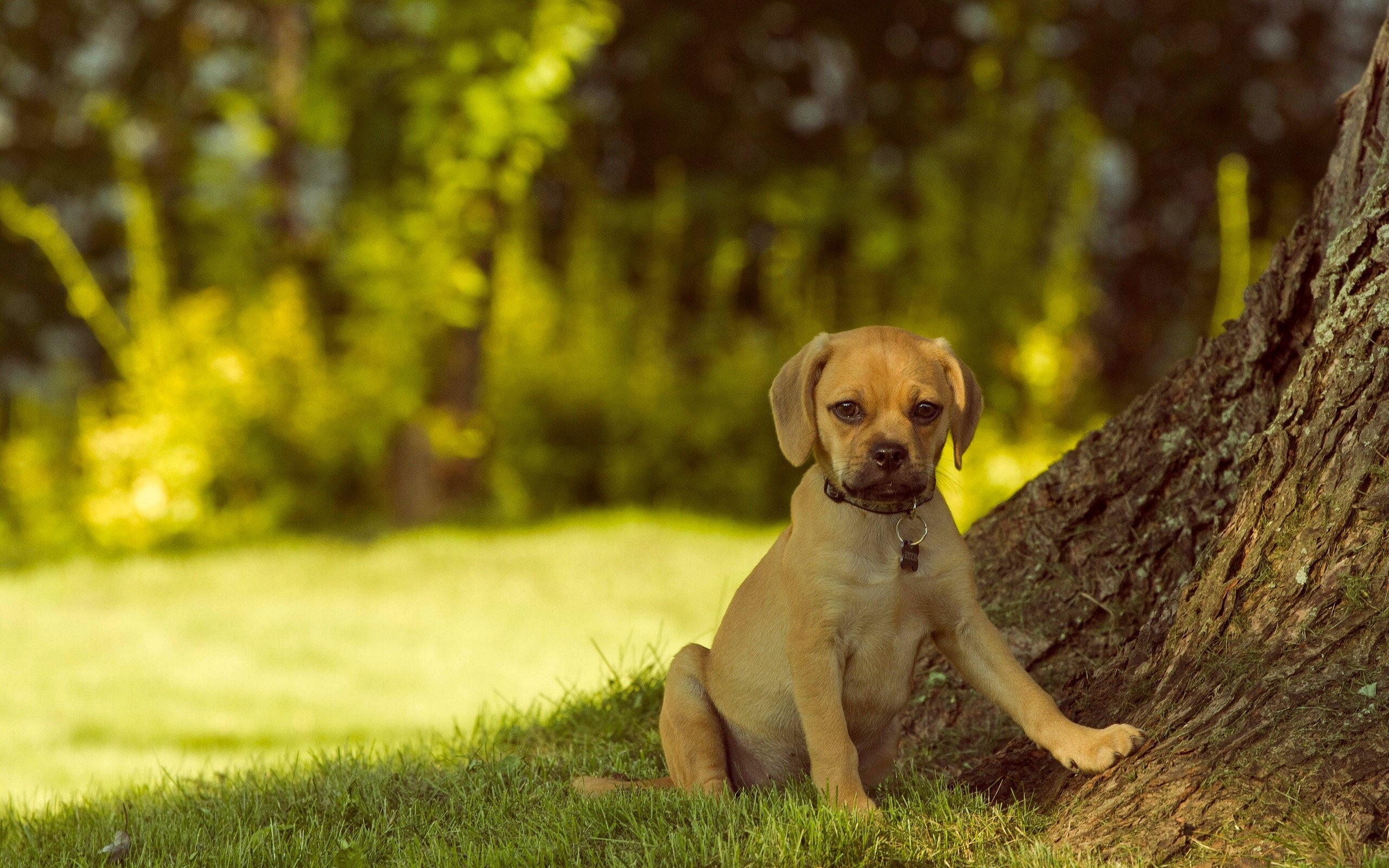 Puppy sitting by a tree on grass HD Wallpaper