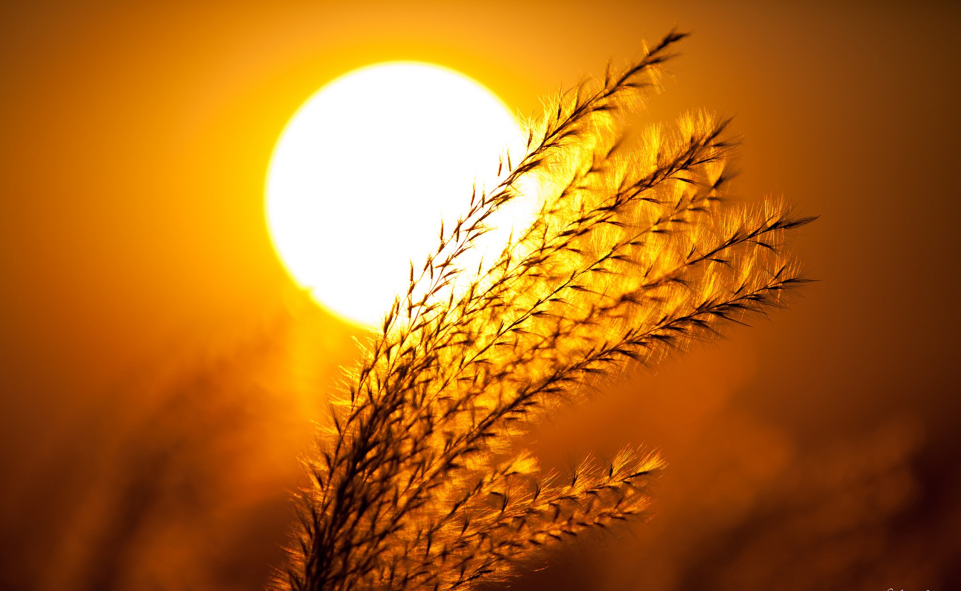 Close-up of grass against the sun HD Wallpaper