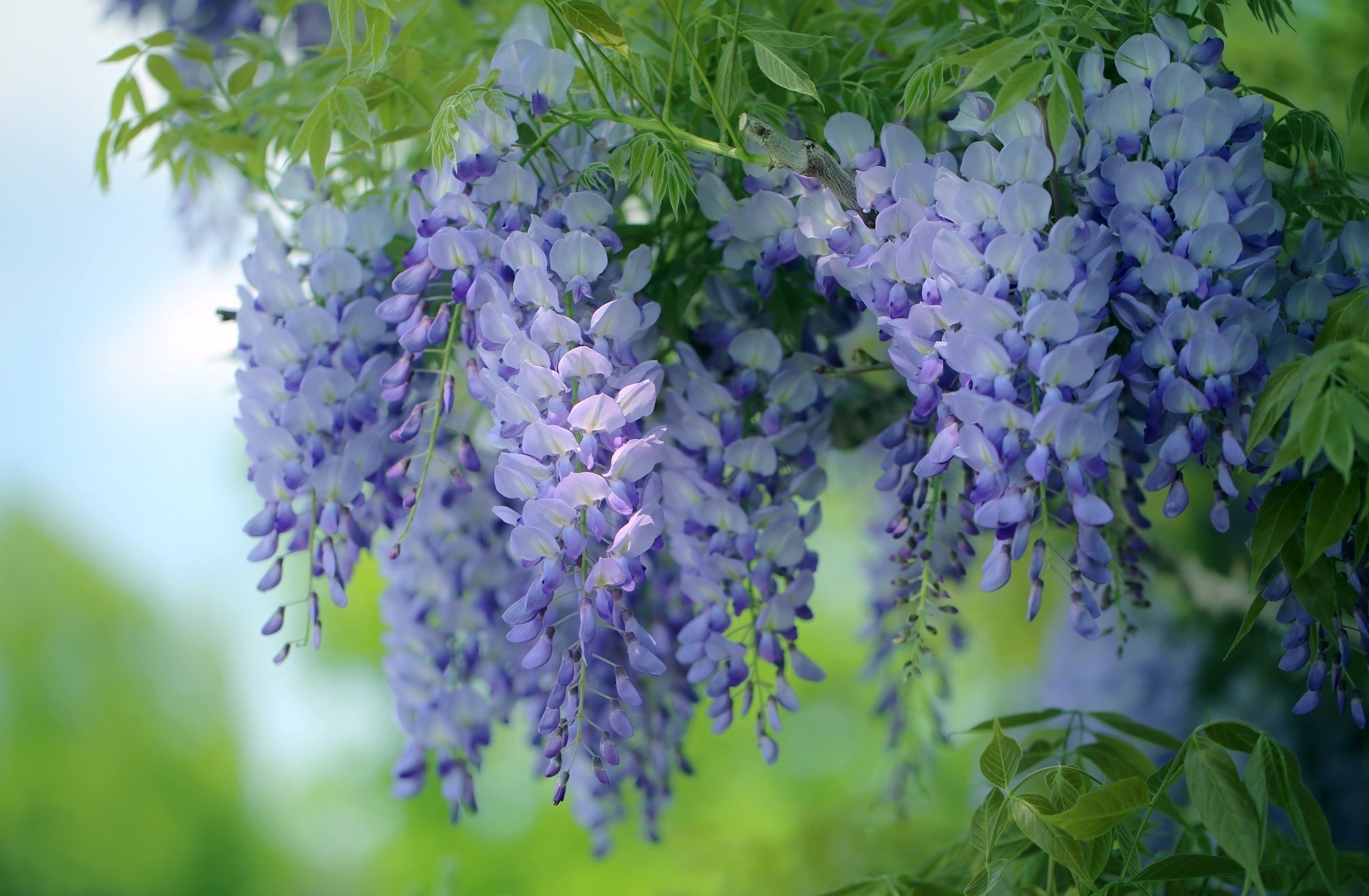 Purple Wisteria Flowers Hanging from Branches HD Wallpaper